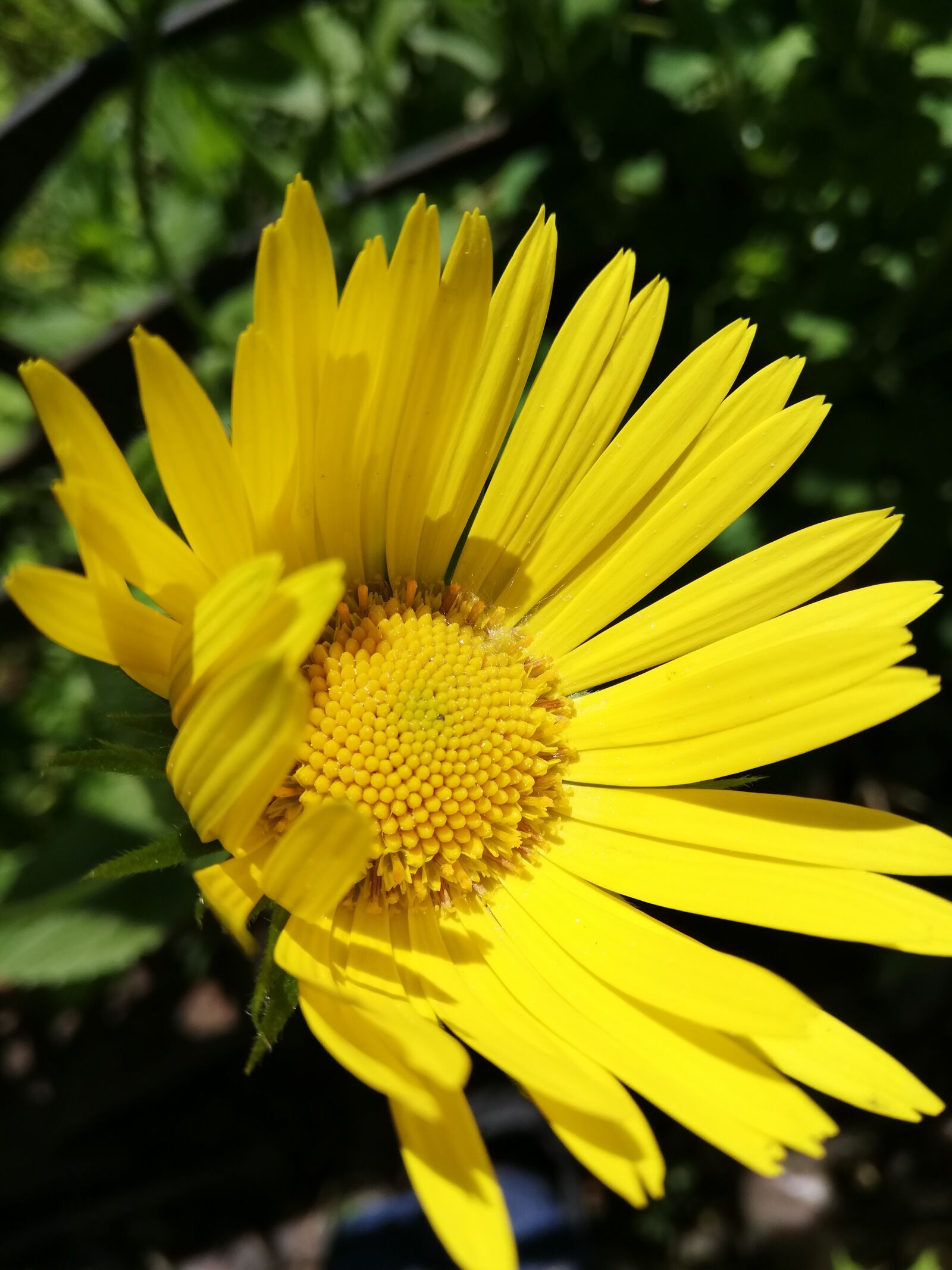 HUAWEI P20 lite sample photo. Daisy, yellow, petals photography
