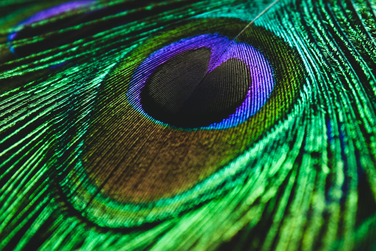Canon EOS 1300D (EOS Rebel T6 / EOS Kiss X80) sample photo. Peacock feather, peacock, colorful photography
