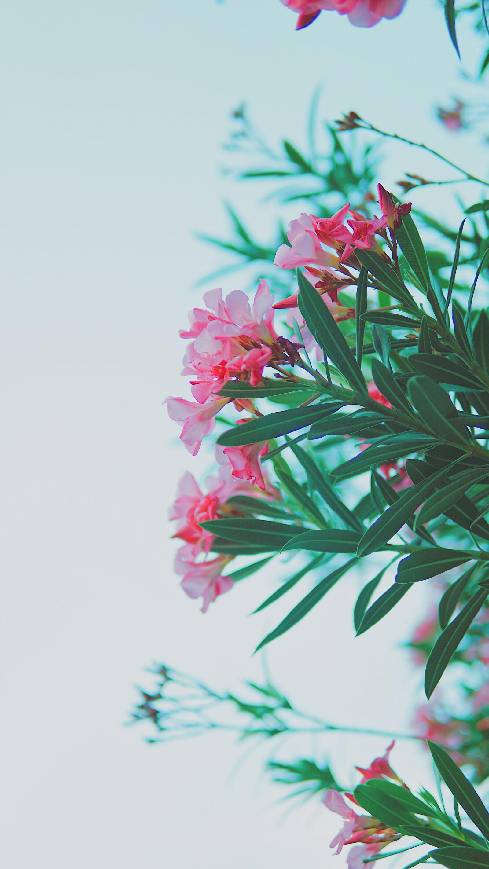 30mm F1.4 DC DN | Contemporary 016 sample photo. Flowers, fresh, summer photography