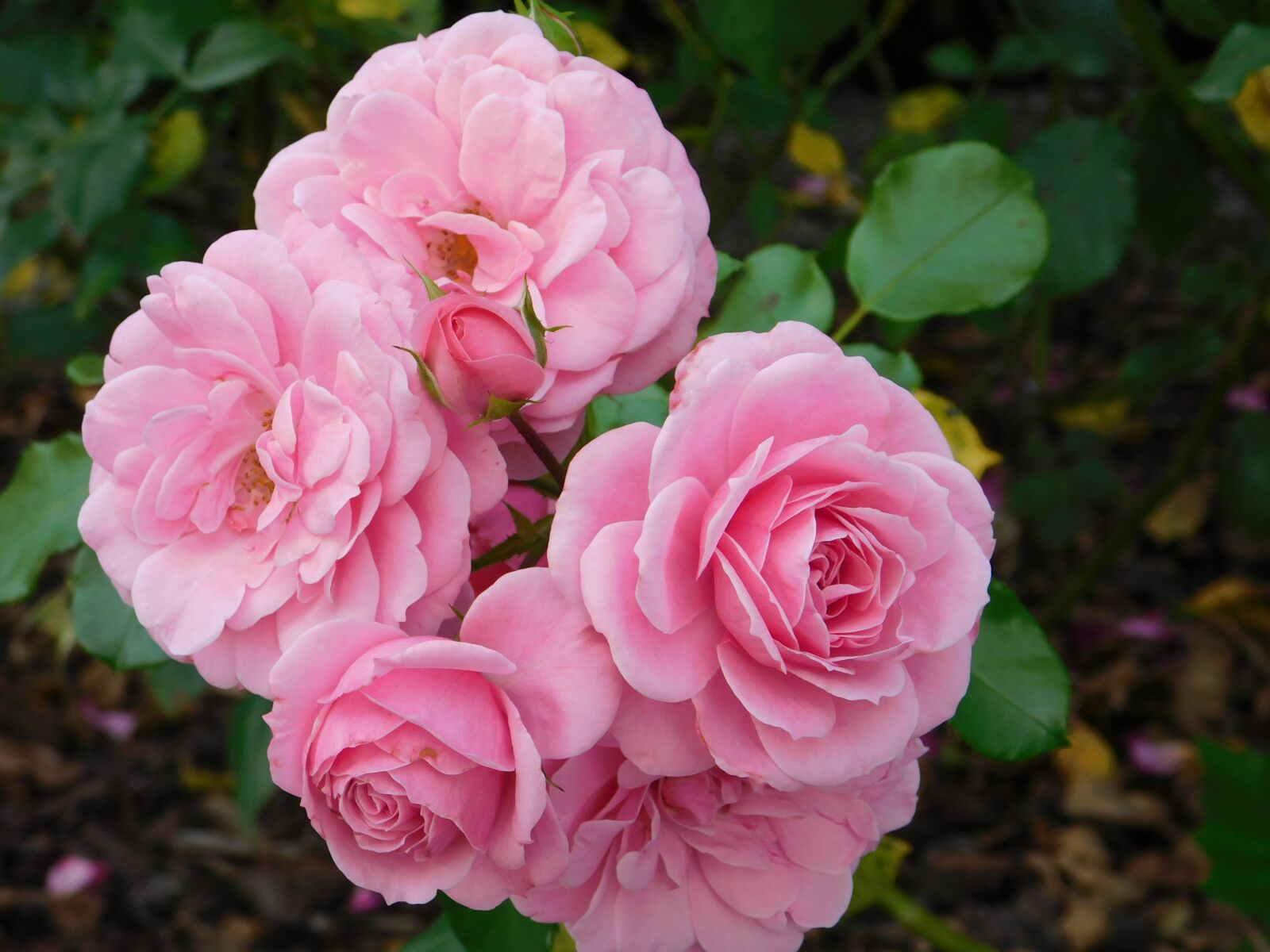 Nikon Coolpix B500 sample photo. Rosa, flower, nature photography