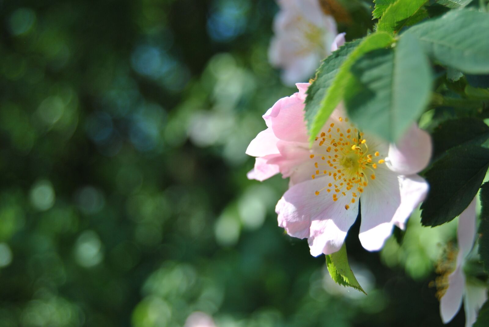 Nikon D3000 sample photo. Cherry, flower, spring photography