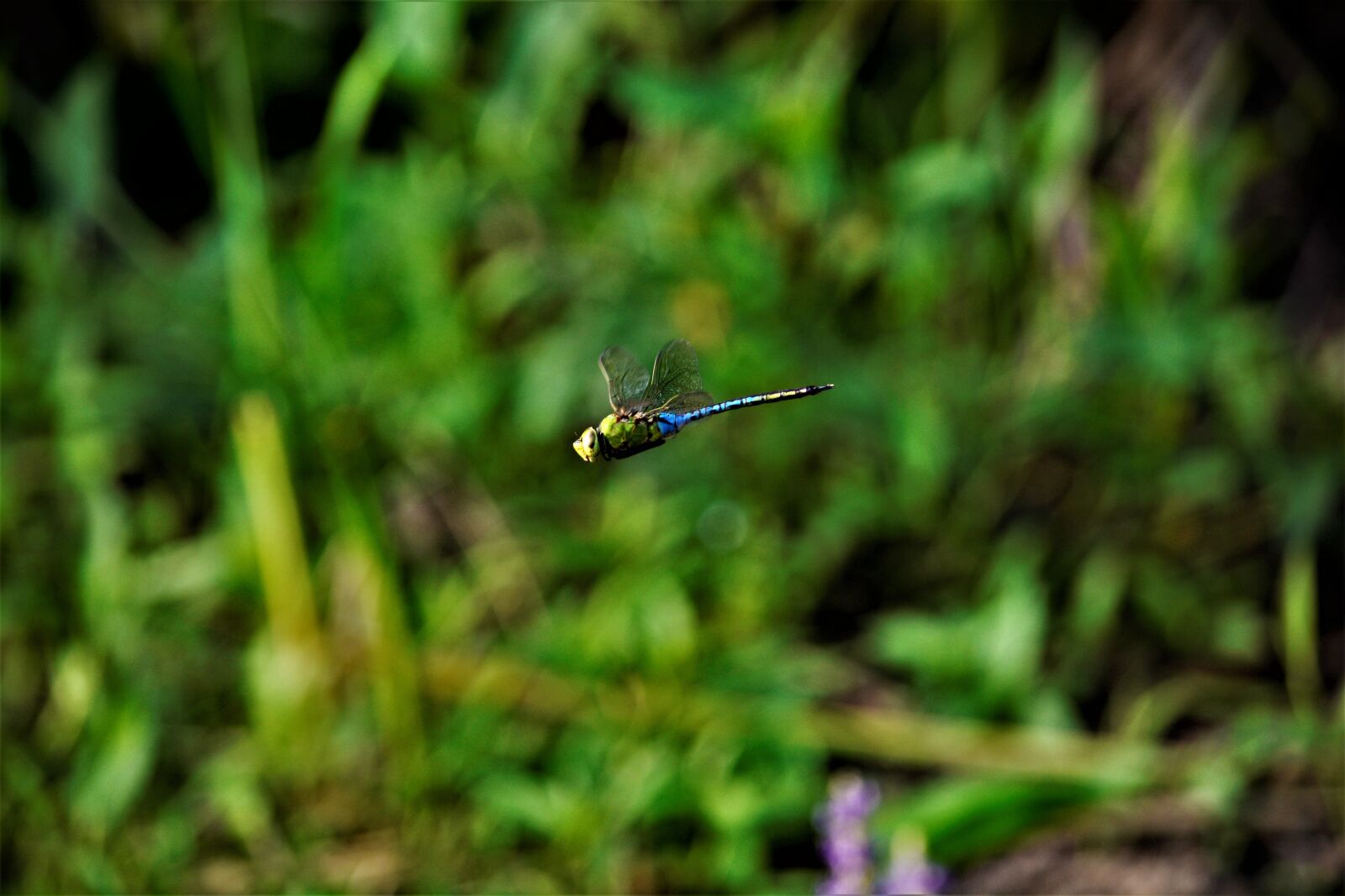 Nikon D7100 sample photo. Dragonfly, stopped, motionless photography