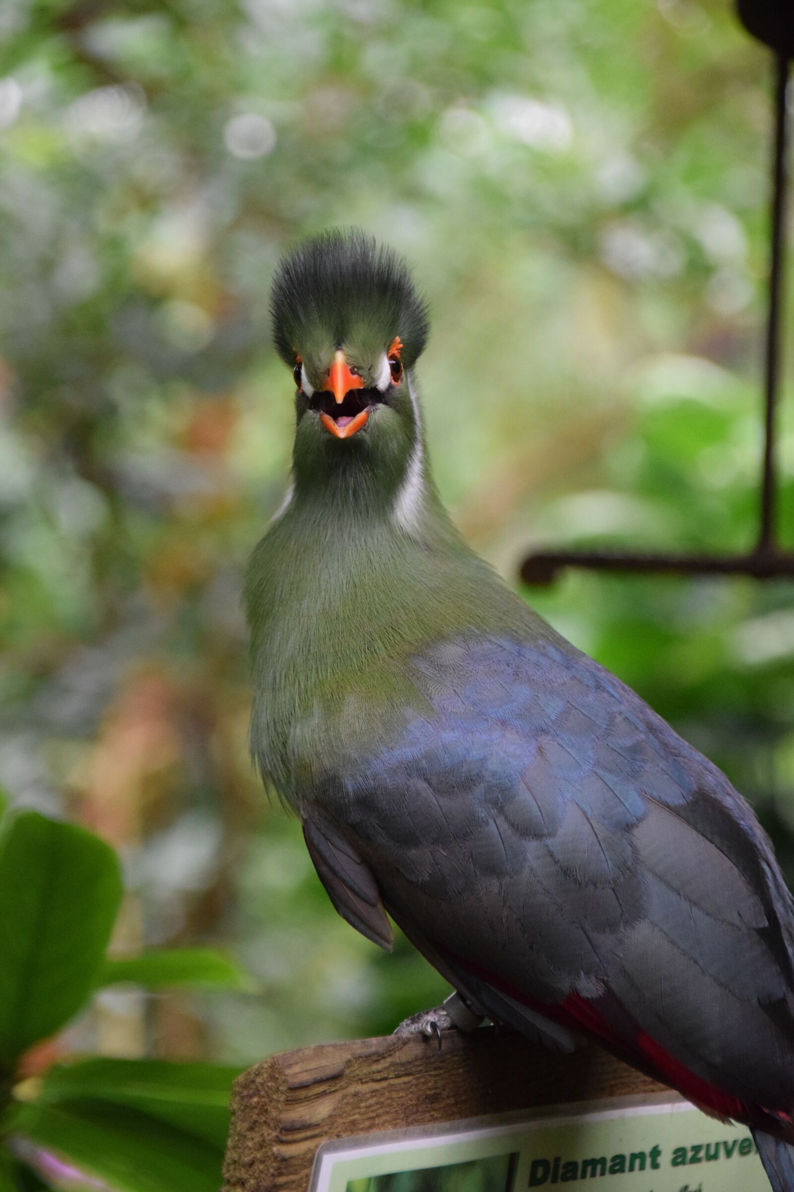 Nikon D5300 sample photo. Exotic bird, garden, nature photography