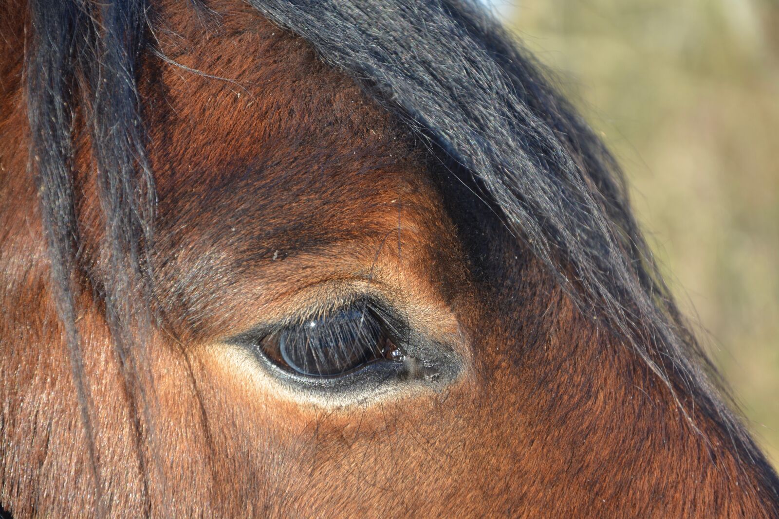 Nikon D5200 sample photo. Equine, horse, brown photography