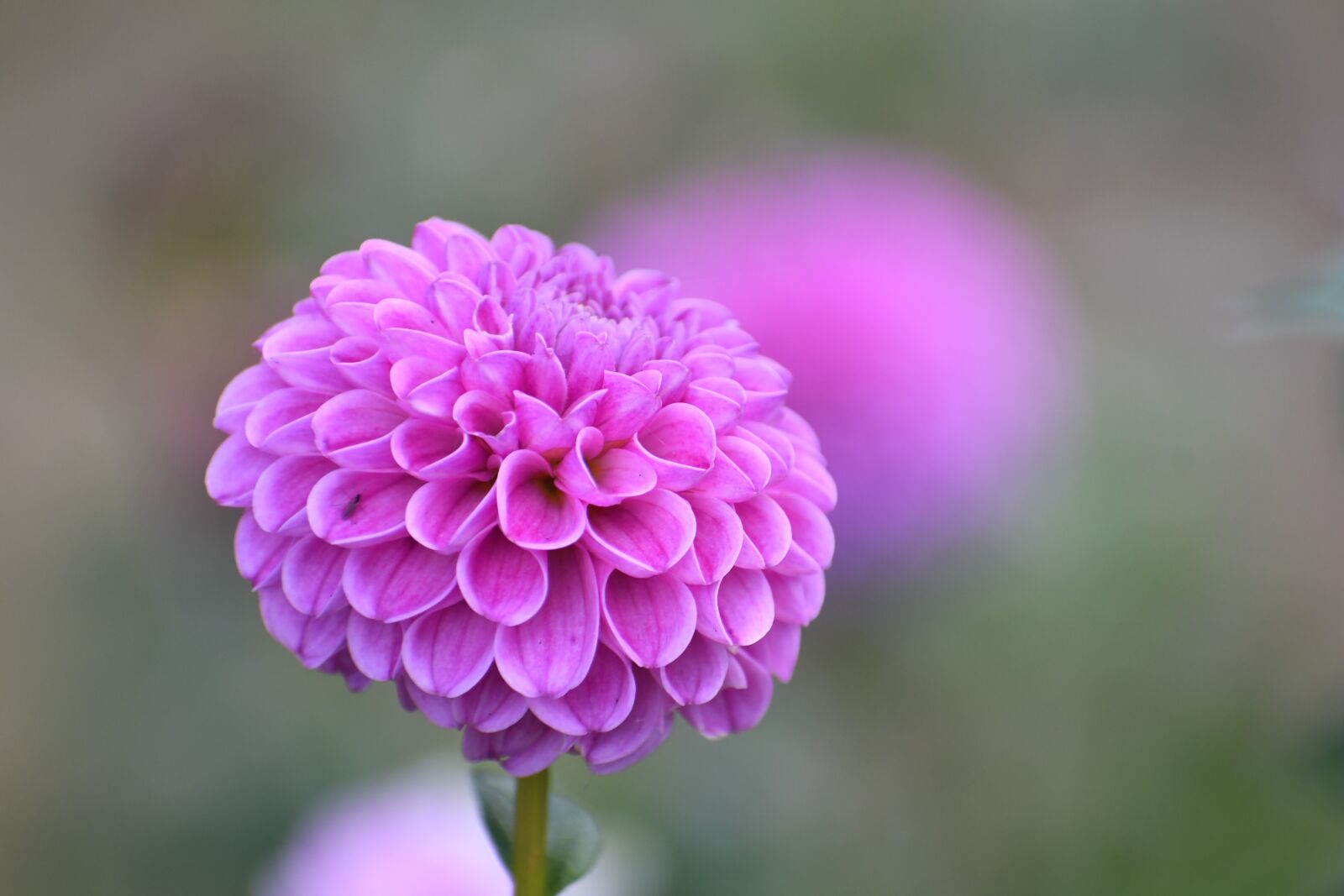 Nikon D500 sample photo. Dahlia, flower, plant photography