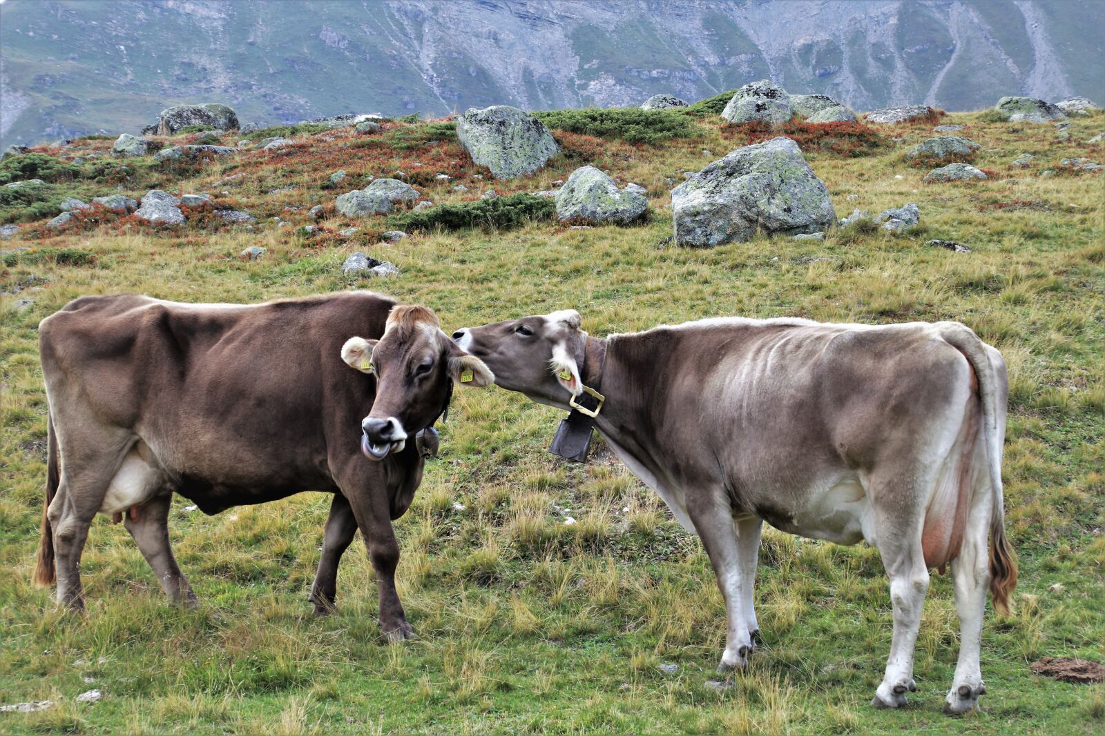 Canon EOS 80D sample photo. Para, cows, grazing photography