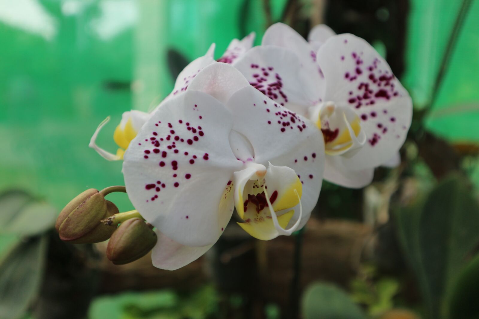 Canon EOS M10 sample photo. Plant, ornamental, kind of photography