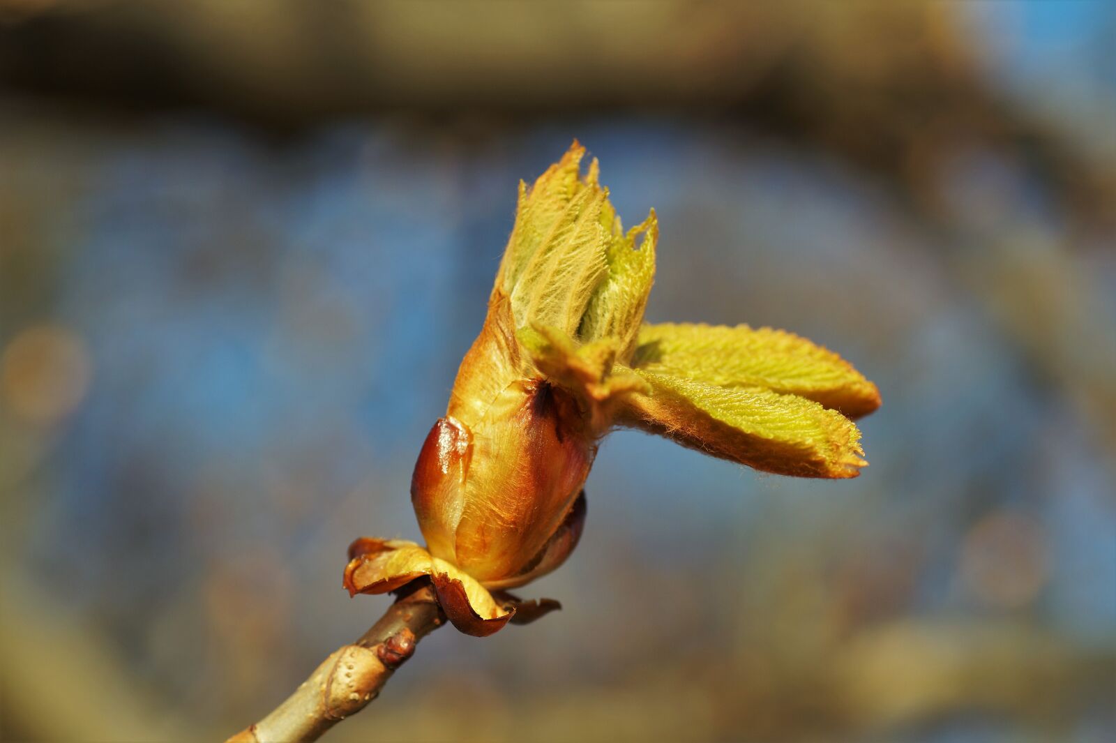 Sony SLT-A58 sample photo. Chestnut, horse-chestnut, bud photography