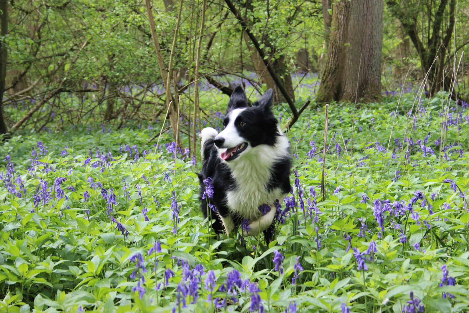 Canon EOS 600D (Rebel EOS T3i / EOS Kiss X5) + Canon EF-S 18-55mm F3.5-5.6 II sample photo. Border collie, bluebell, forest photography