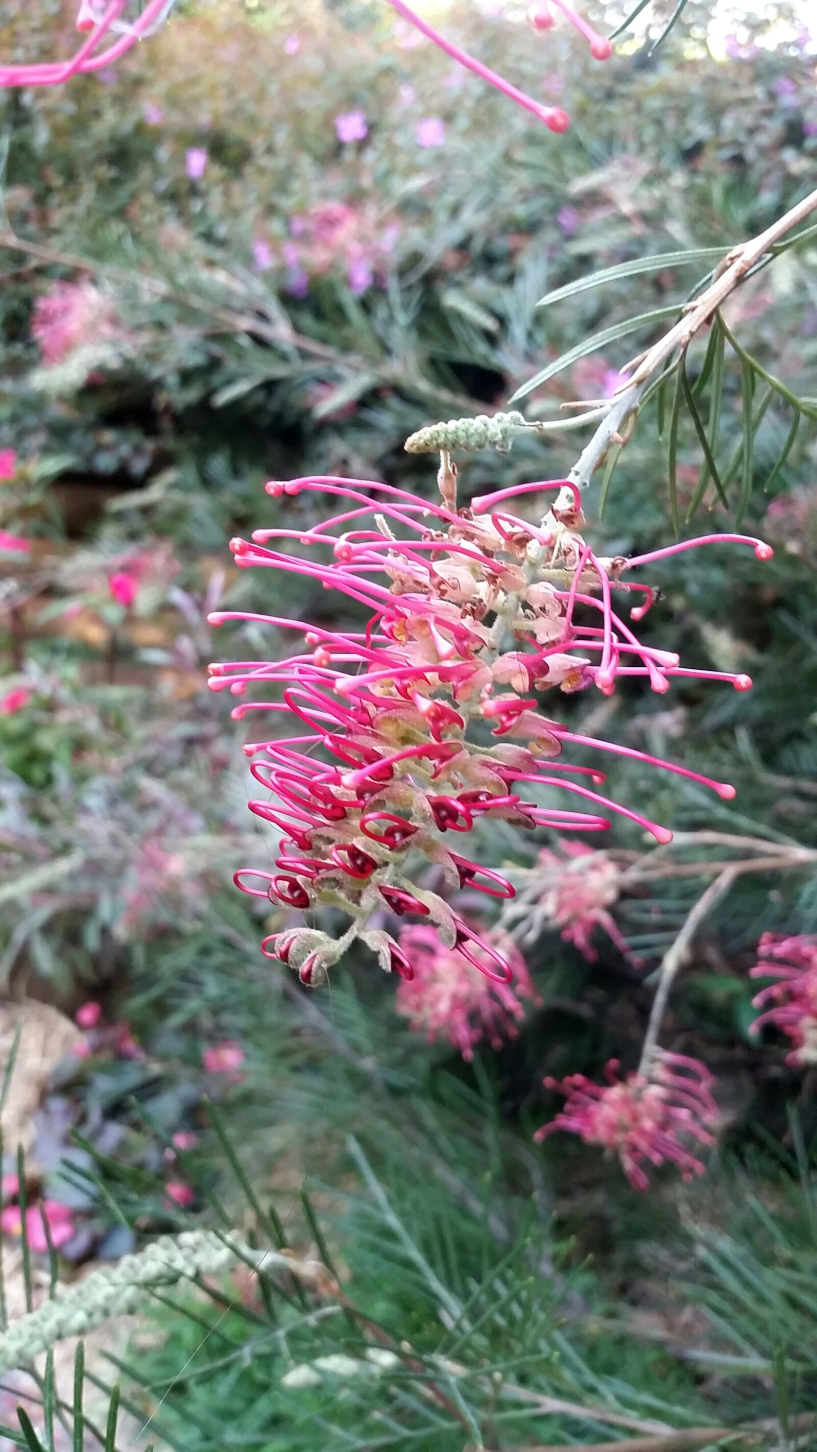 Samsung Galaxy S5 sample photo. Garden, australia, greenery photography