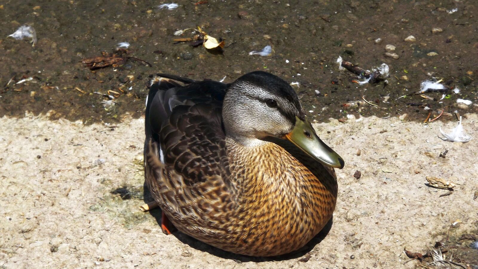 Fujifilm FinePix S3400 sample photo. Birds, wild, water bird photography