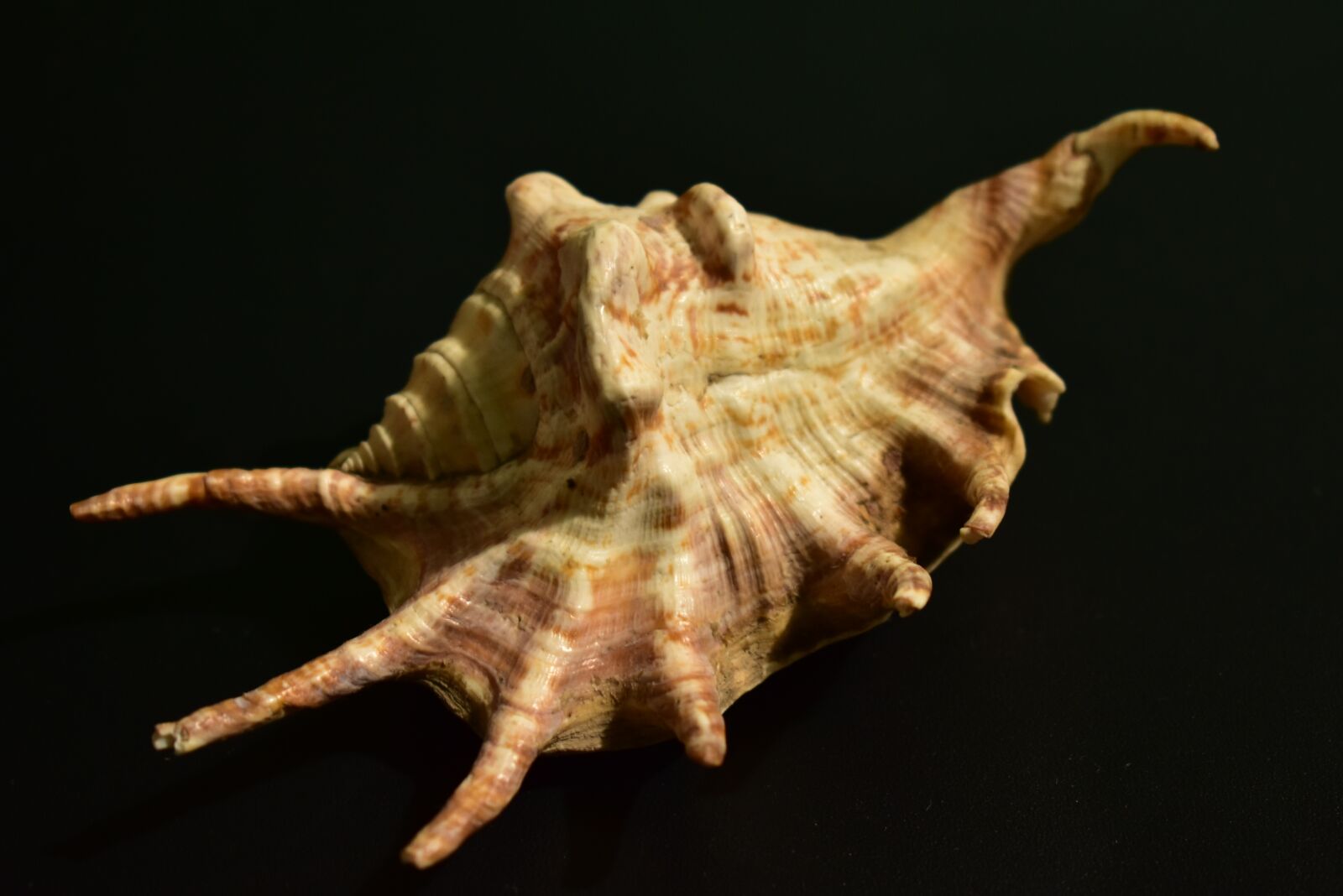 Nikon D3400 sample photo. Shell, mollusk, snail photography