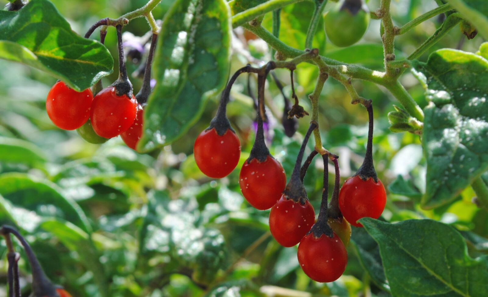 Nikon D3000 sample photo. Berry, leaves, summer photography