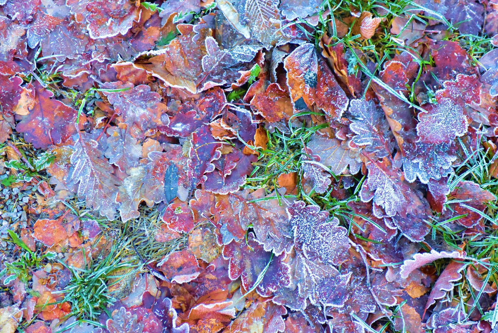 Nikon D750 sample photo. Leaves, winter, autumn photography
