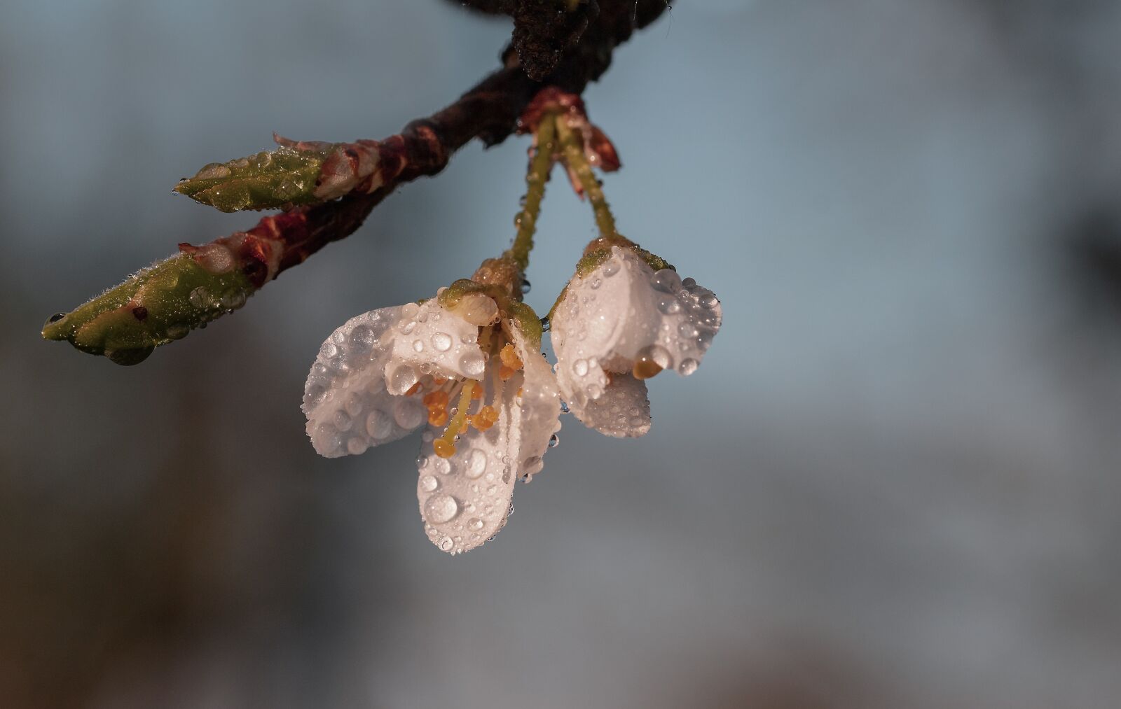 Canon EOS 750D (EOS Rebel T6i / EOS Kiss X8i) sample photo. Plum blossoms, plum tree photography