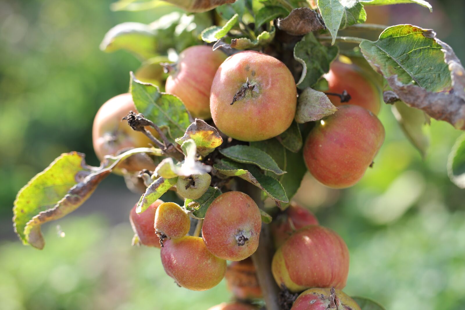 Canon EOS 550D (EOS Rebel T2i / EOS Kiss X4) sample photo. Apple tree, autumn, apple photography