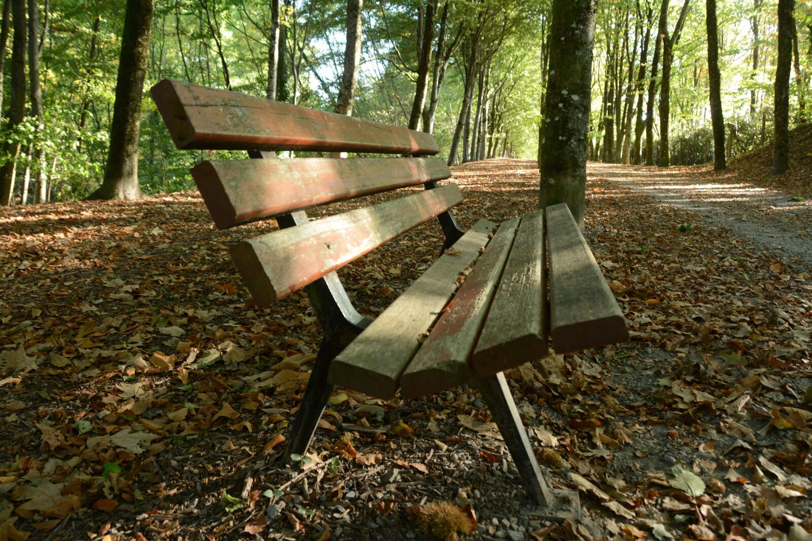 Nikon D7100 sample photo. Bench, forest, wood photography