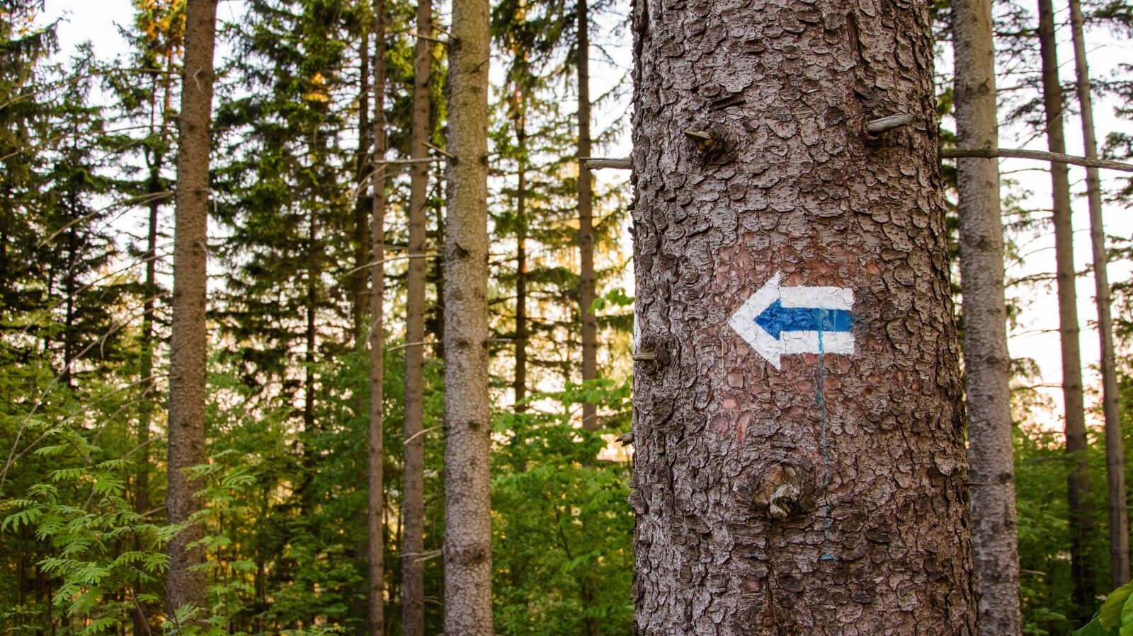Nikon D7200 sample photo. Trail marker, trail sign photography