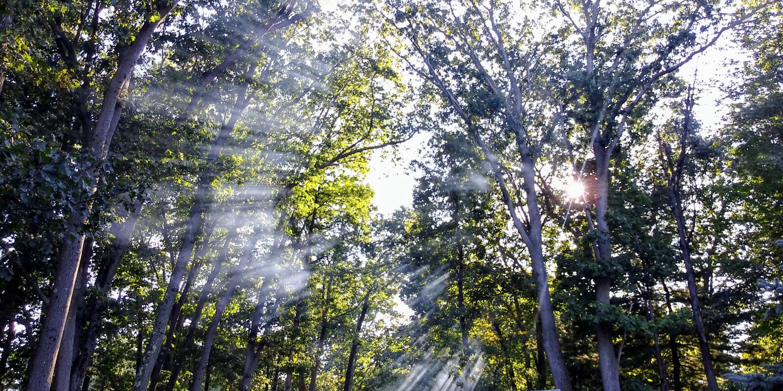 LG STYLO 4 sample photo. Sunlight, rays, forest photography