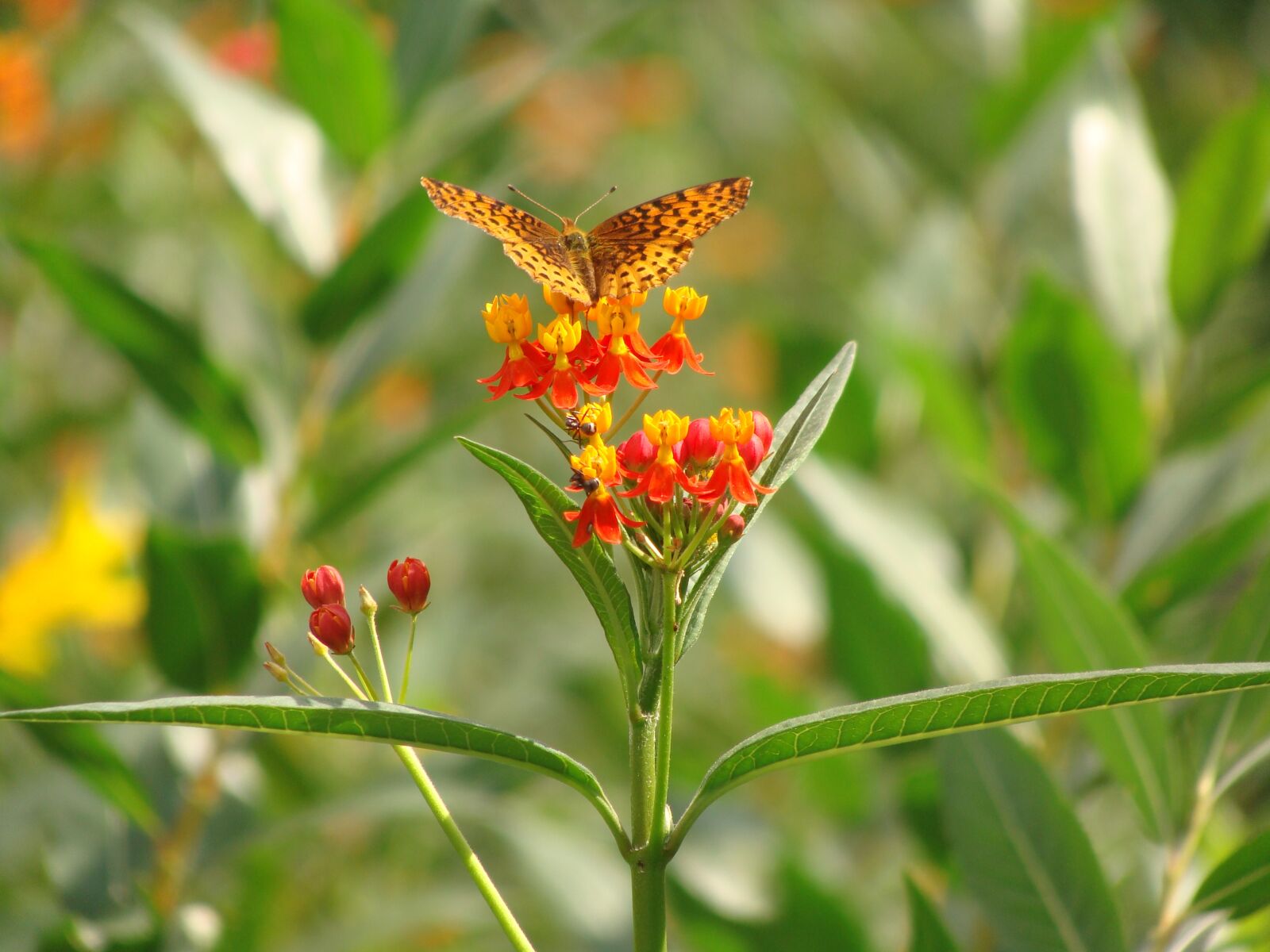 Sony DSC-H3 sample photo. Butterfly, flower, ants photography