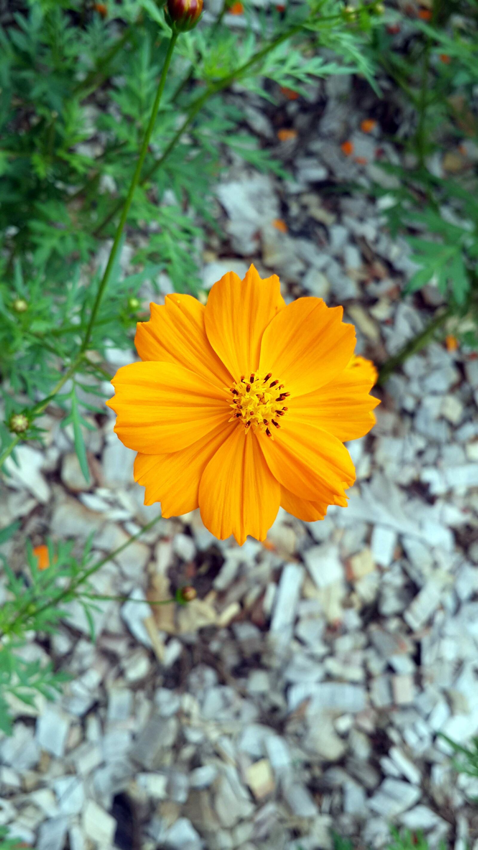 Samsung Galaxy S4 sample photo. Summer, yellow, flower photography