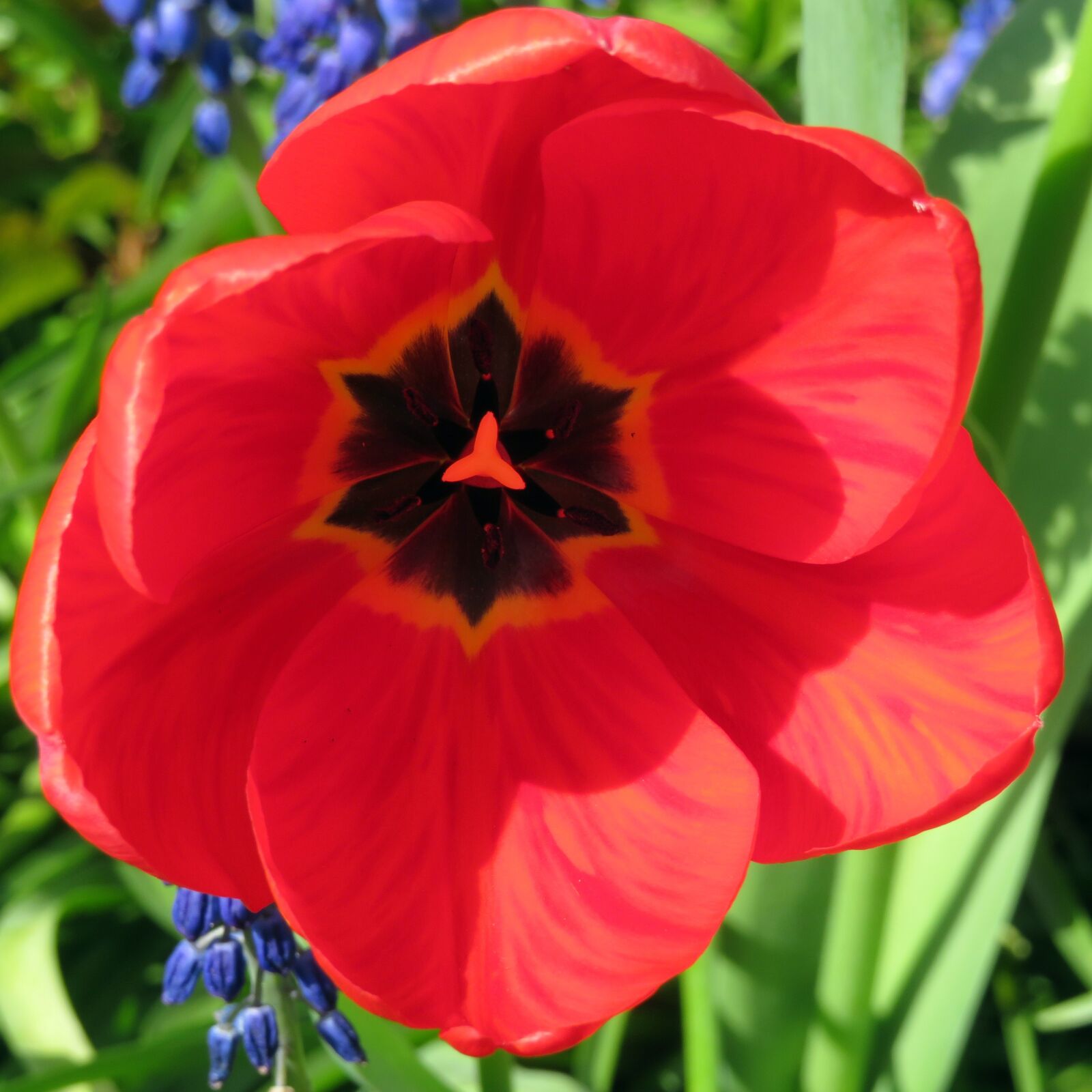 Canon PowerShot SX540 HS sample photo. Tulip, red, flower photography