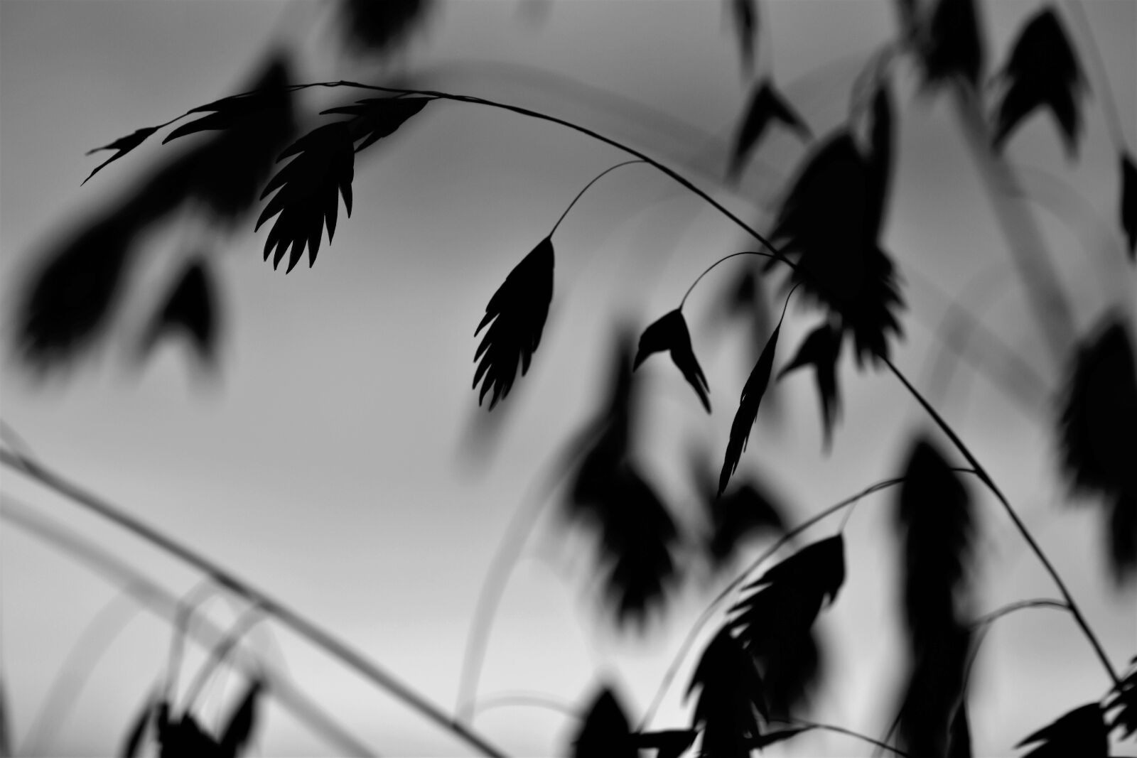 Nikon D5500 sample photo. Grass, plant, black and photography