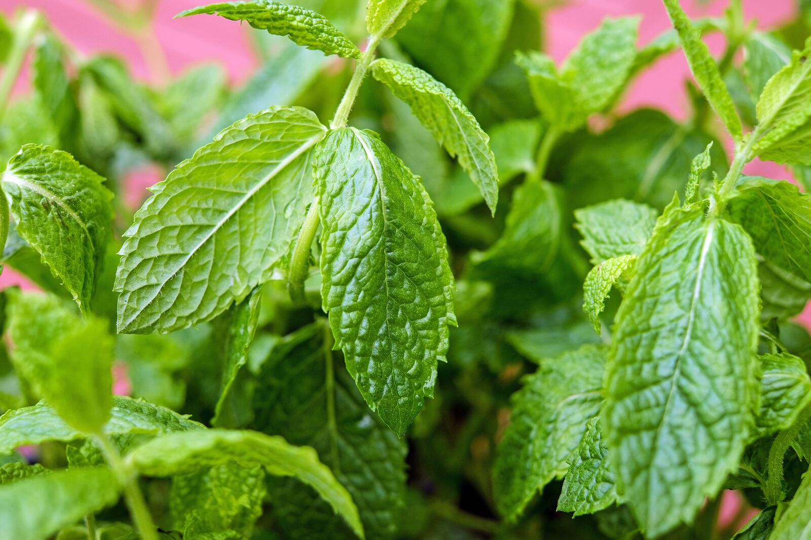 Fujifilm X-T10 + Fujifilm XF 35mm F1.4 R sample photo. Mint, peppermint, leaves photography
