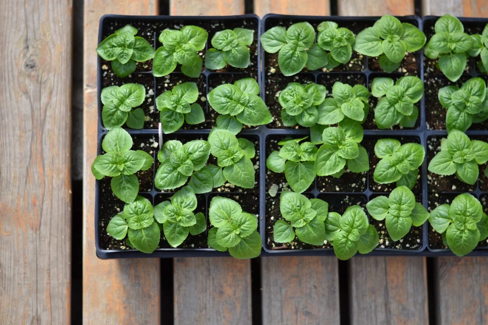 Nikon D3100 sample photo. Sprouts, seedling, growth photography