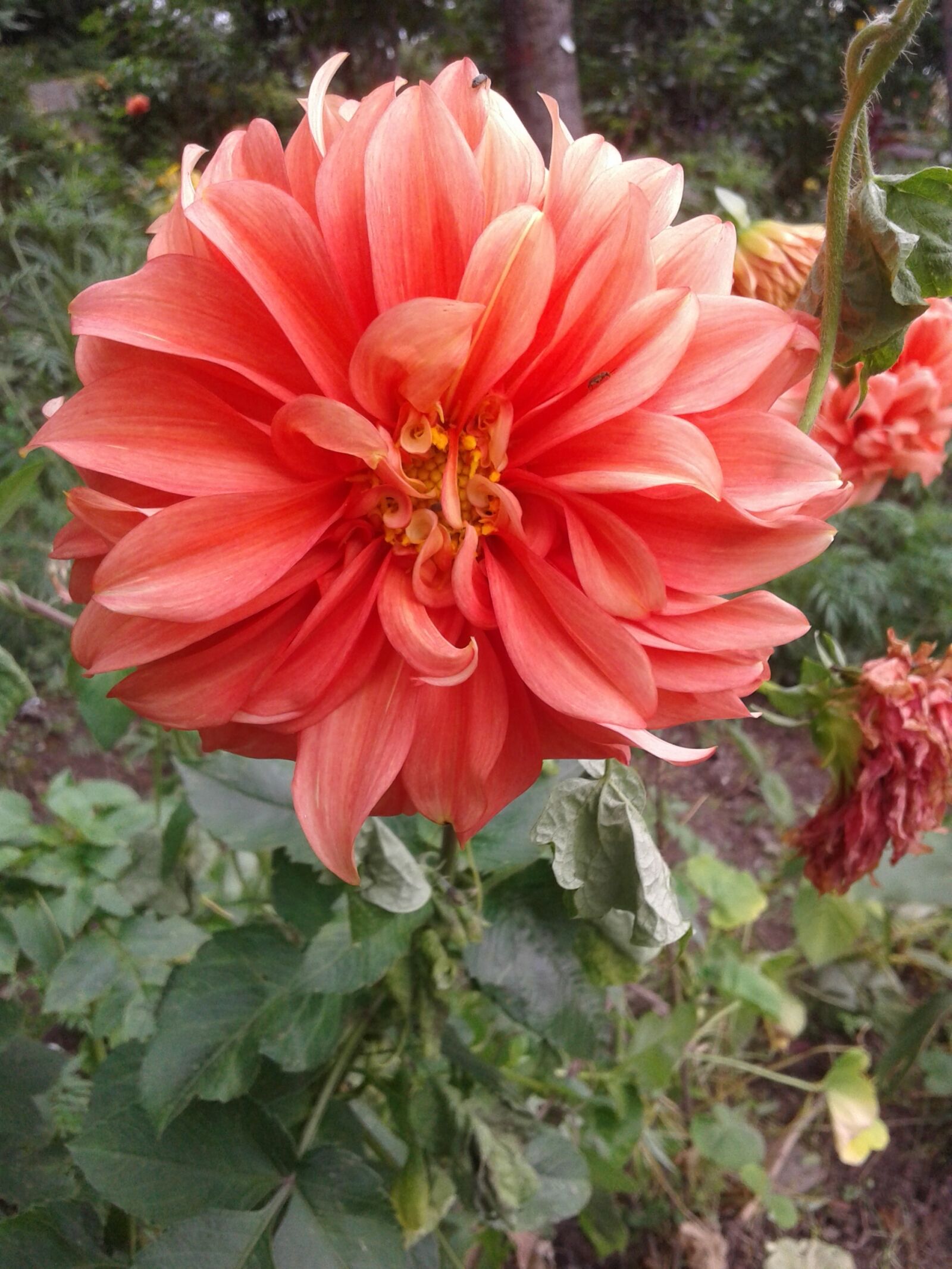 Samsung Galaxy Core2 sample photo. Flowers, garden, plants photography