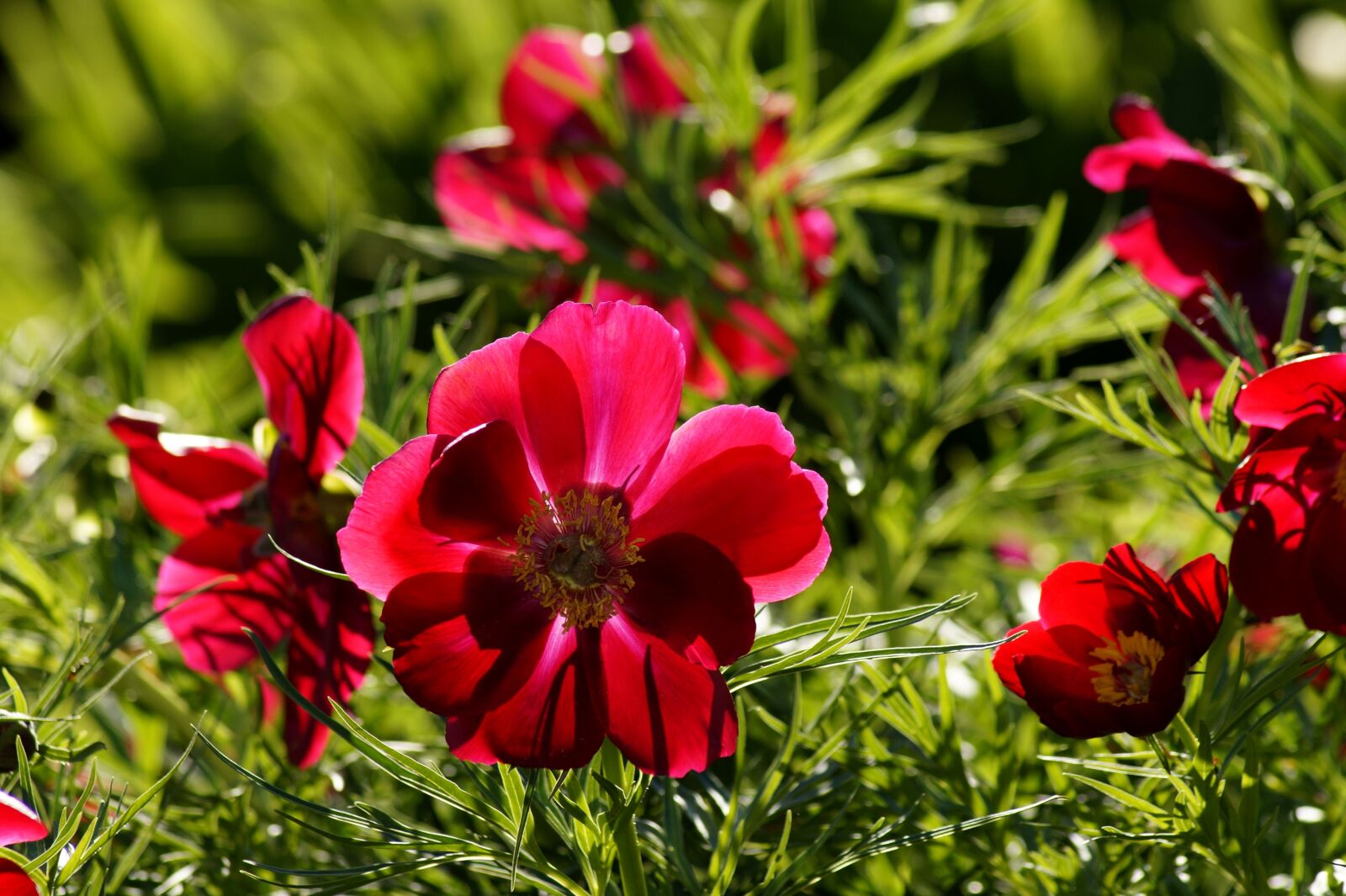 Sony SLT-A58 sample photo. Anemone, red, red anemone photography