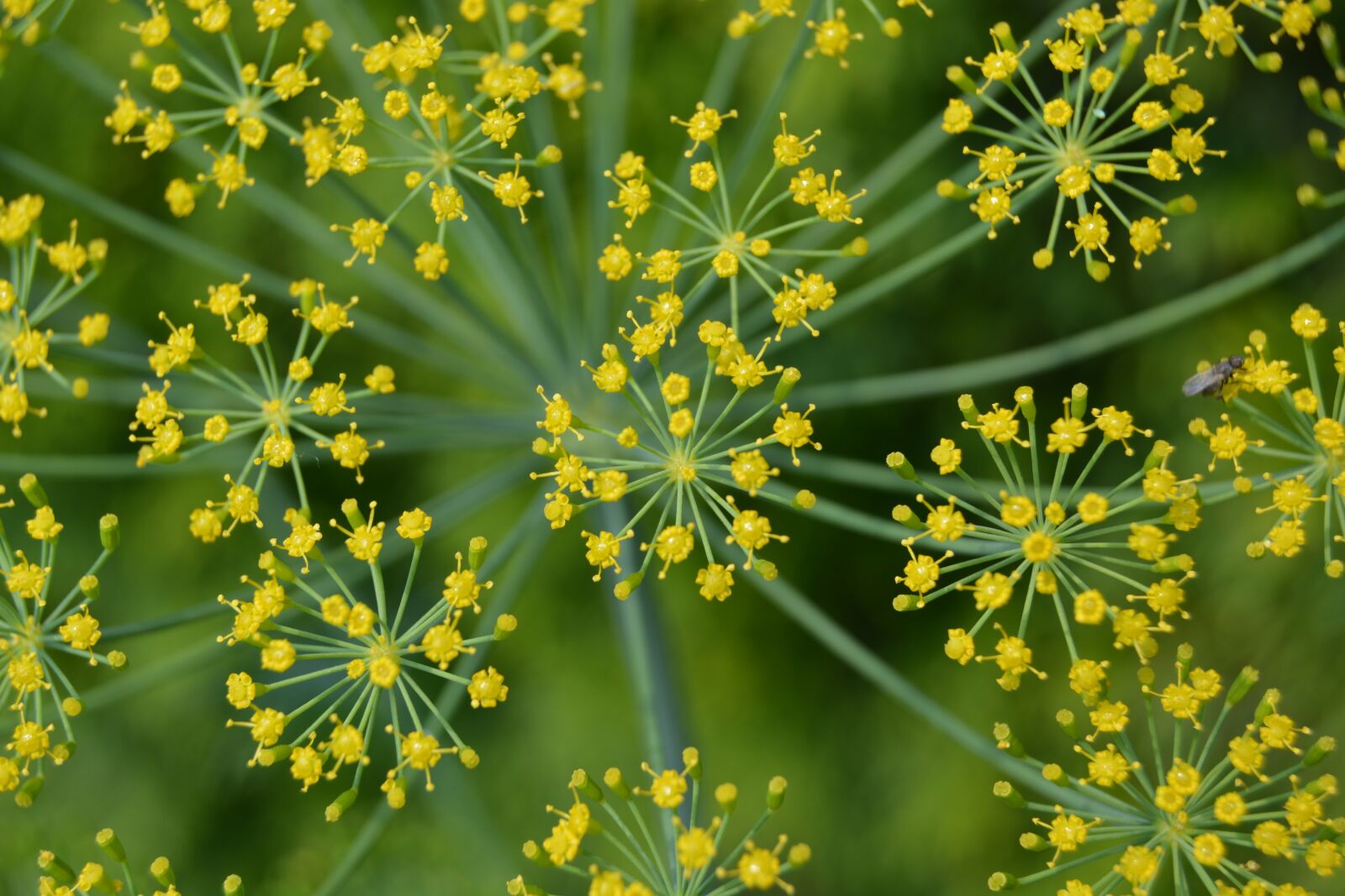 Nikon D5200 sample photo. Flower, yellow, green photography