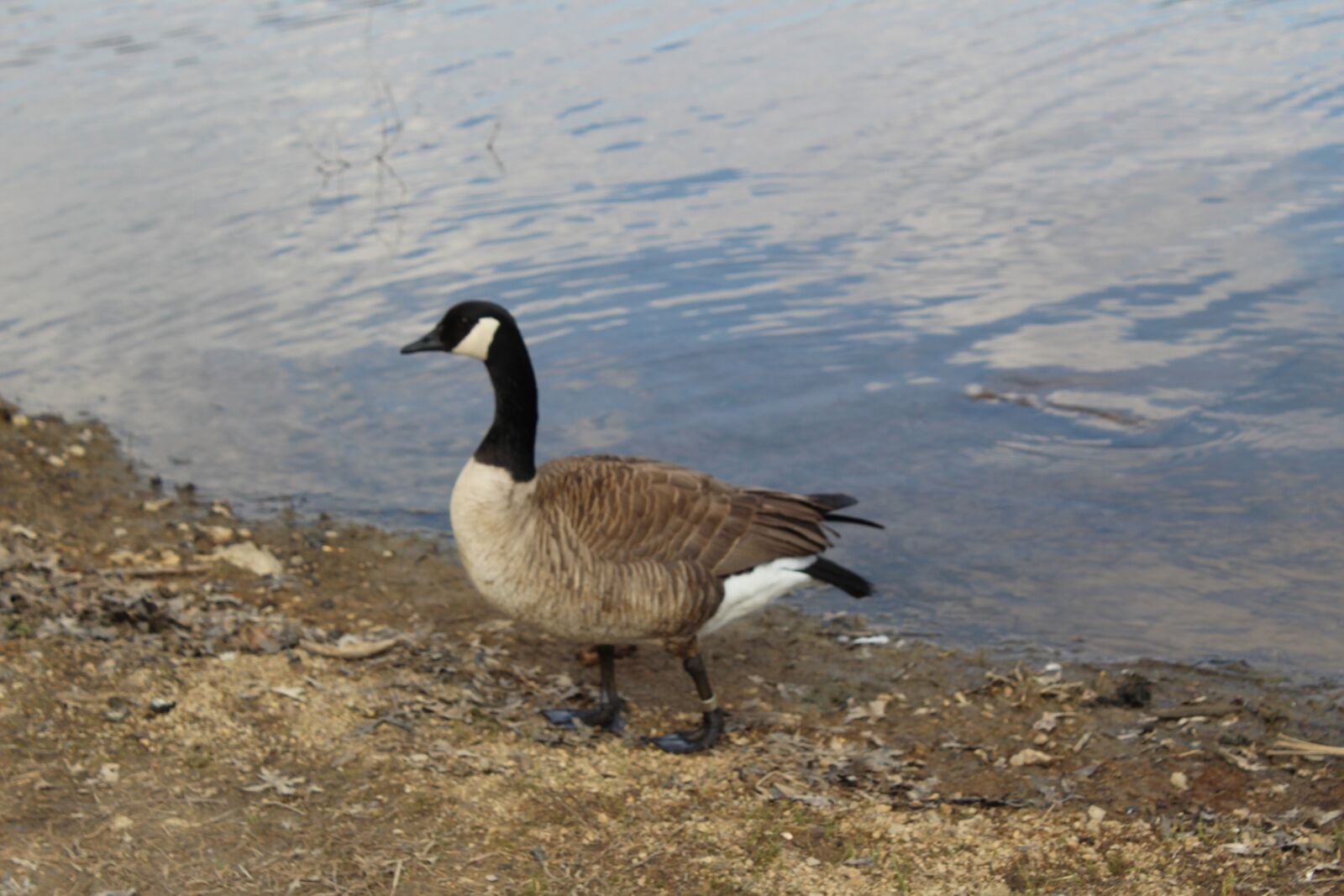 Canon EOS 1300D (EOS Rebel T6 / EOS Kiss X80) sample photo. Duck, one, wildlife photography