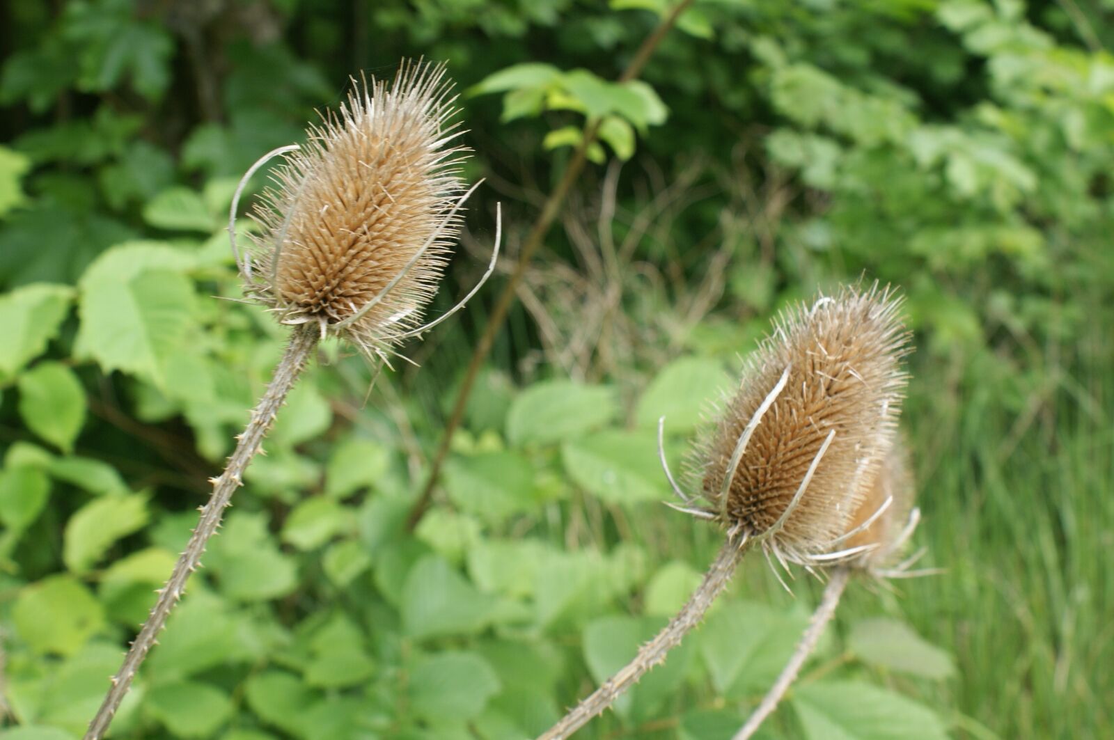 Sony Alpha DSLR-A350 sample photo. Thistle, nature, plant photography