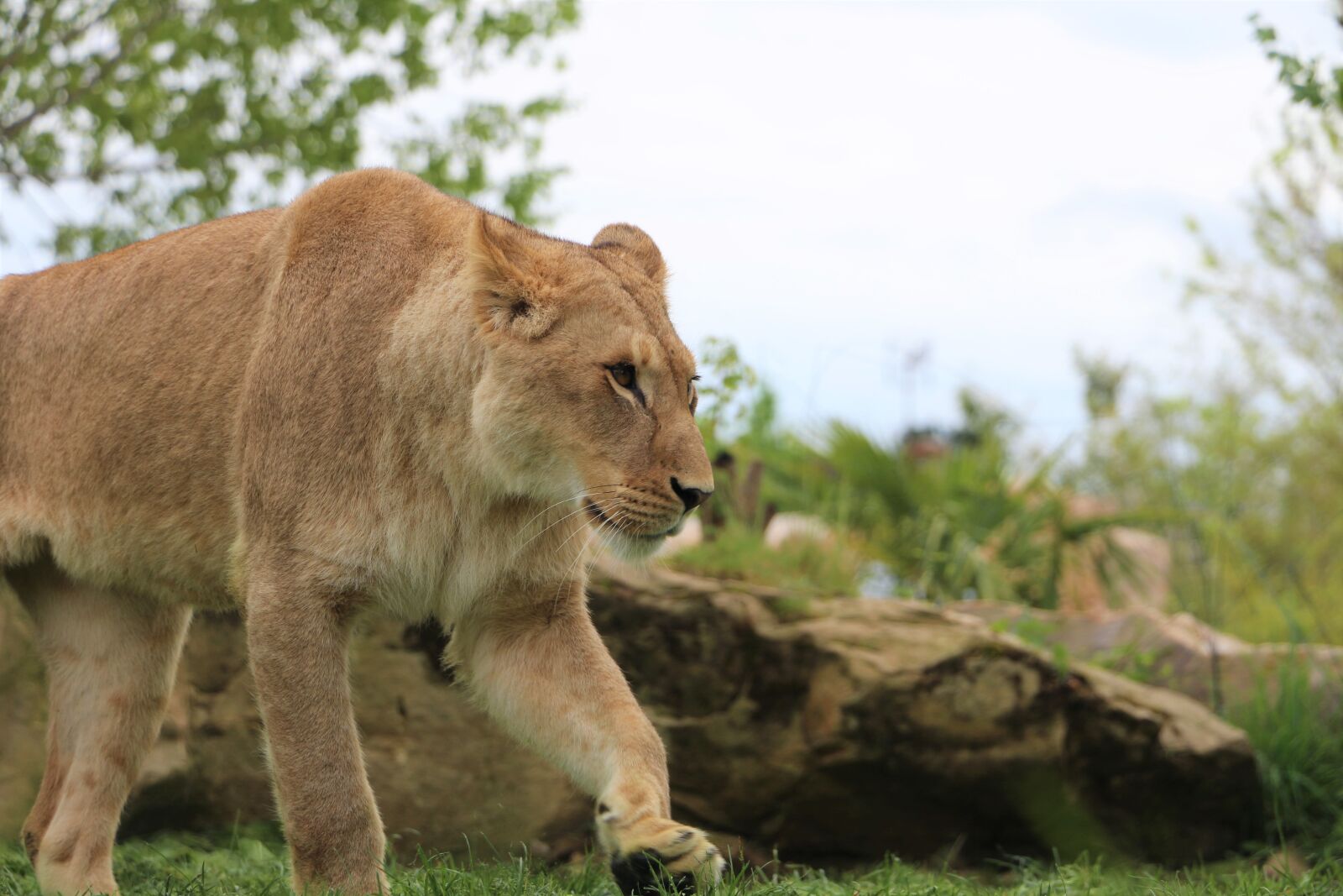 Canon EOS 700D (EOS Rebel T5i / EOS Kiss X7i) sample photo. Lioness, zoo, beauval photography