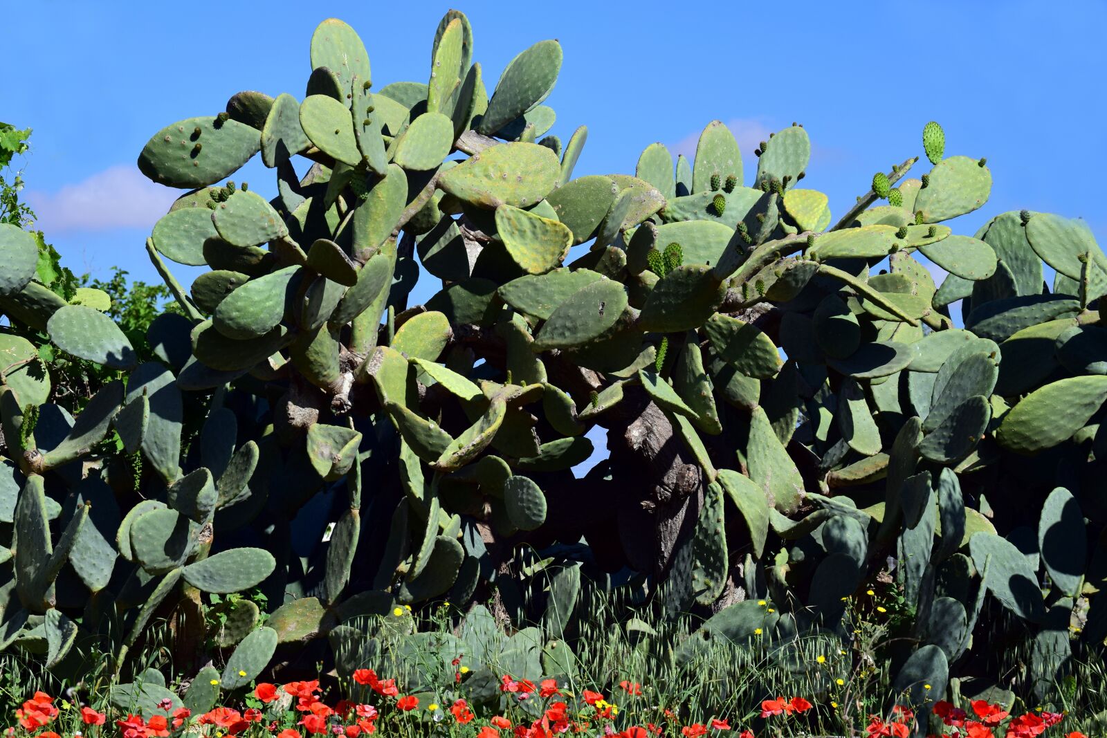 Nikon D3300 sample photo. Cactus, prickly pear, cactus photography