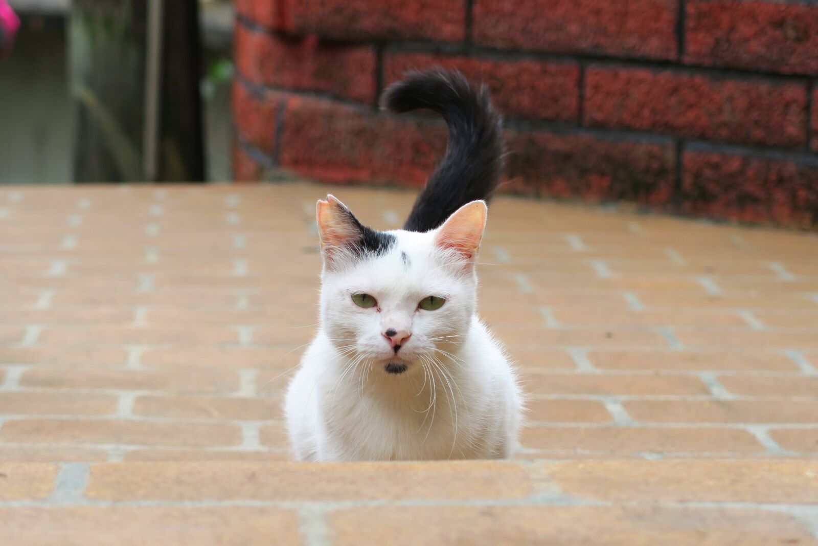 Canon PowerShot G7 X sample photo. Cat, animal, standing photography