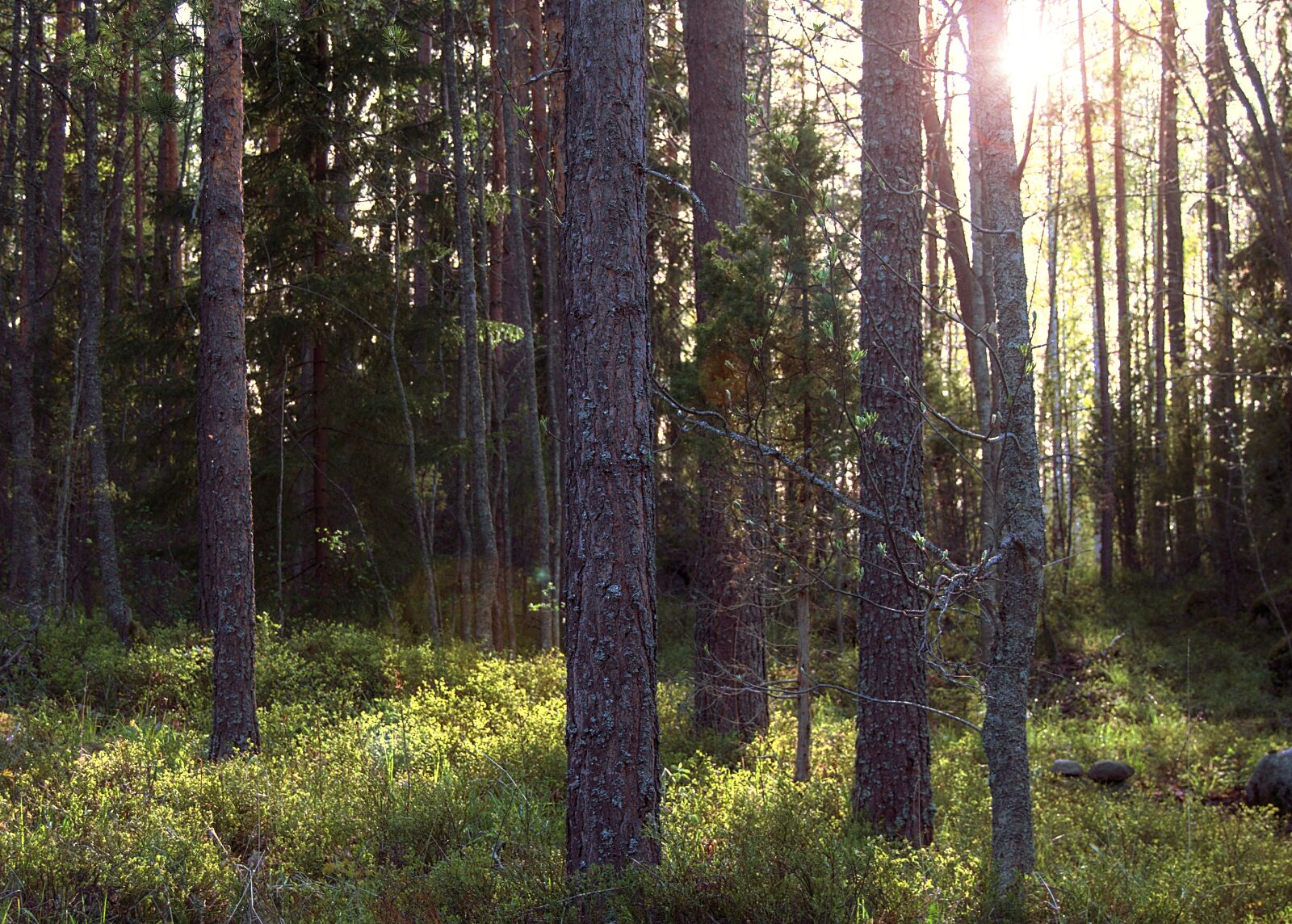 Nikon D5100 sample photo. Sunset, forest, landscape photography