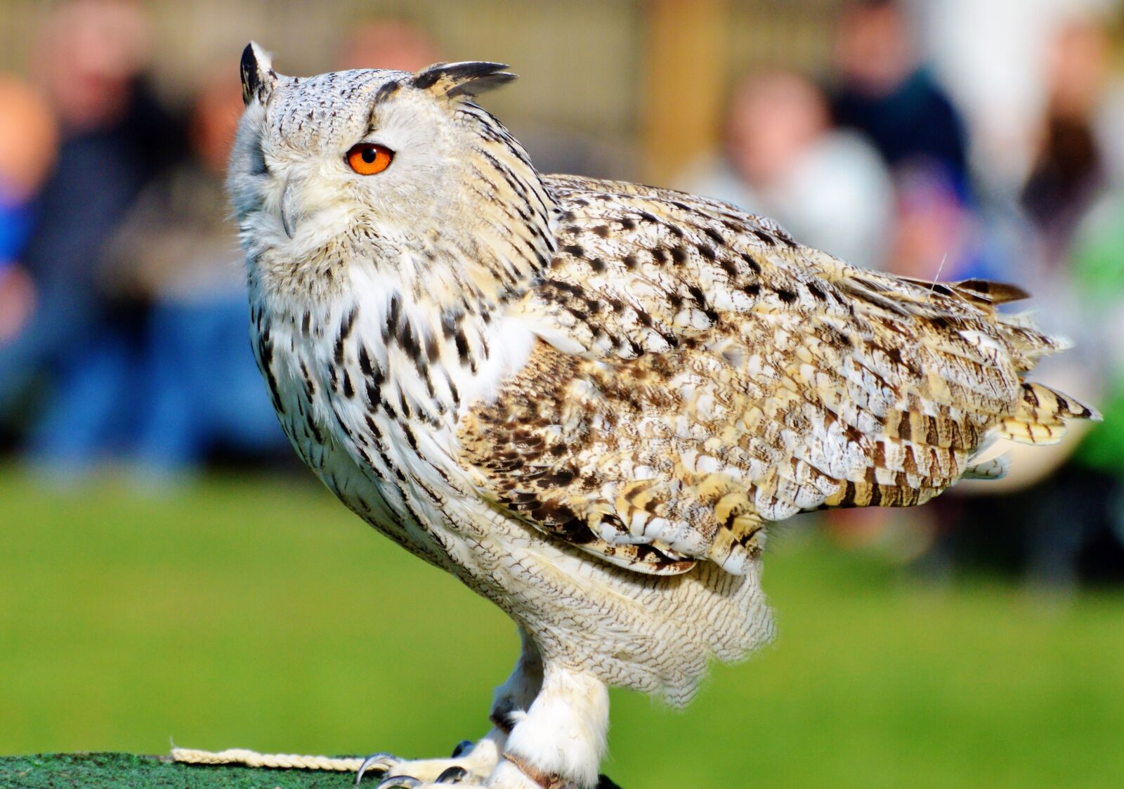 Nikon D3200 sample photo. Barn owl, owl, raptor photography