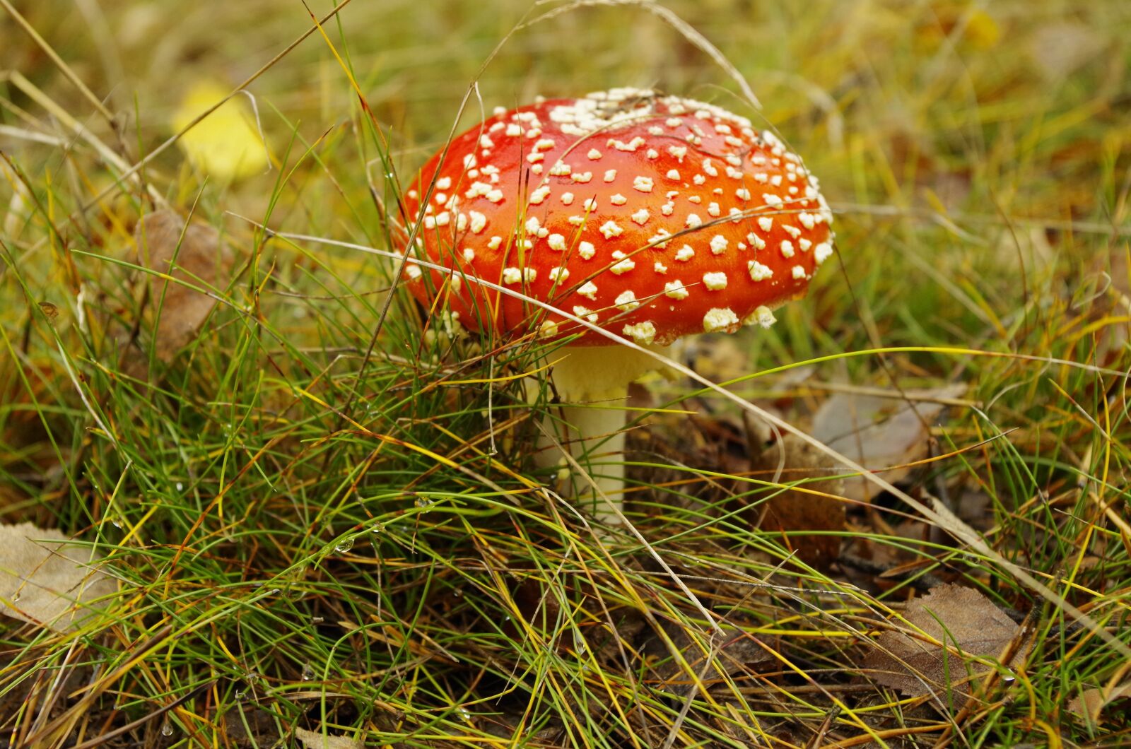 Pentax K-50 sample photo. Forest, poisonous mushroom, autumn photography