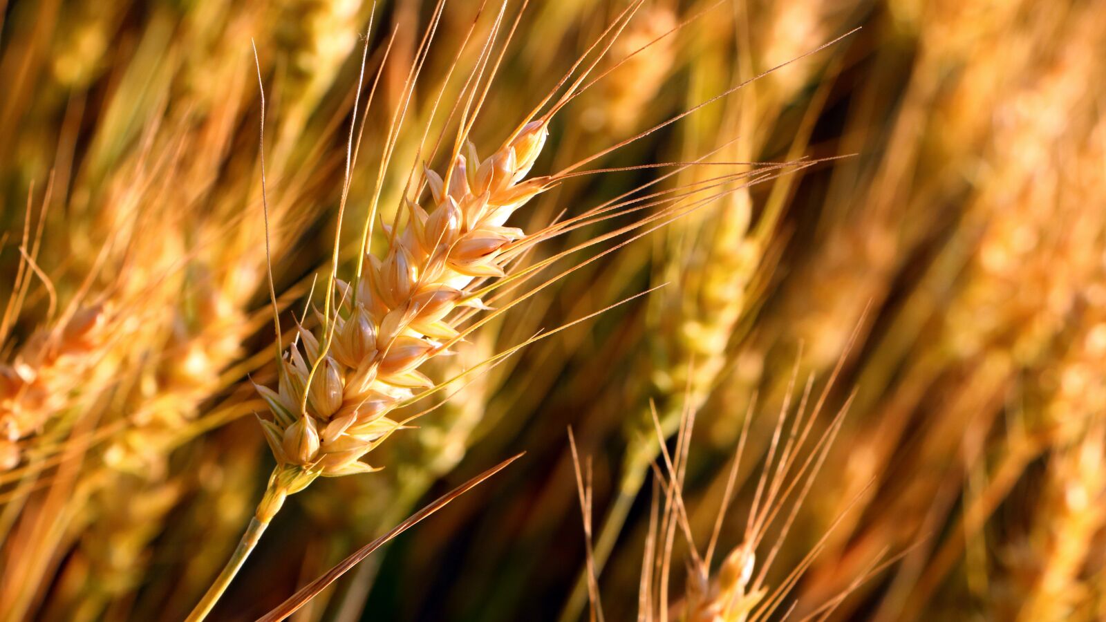 Canon EF-S 18-135mm F3.5-5.6 IS STM sample photo. Wheat, spikelets, crop photography