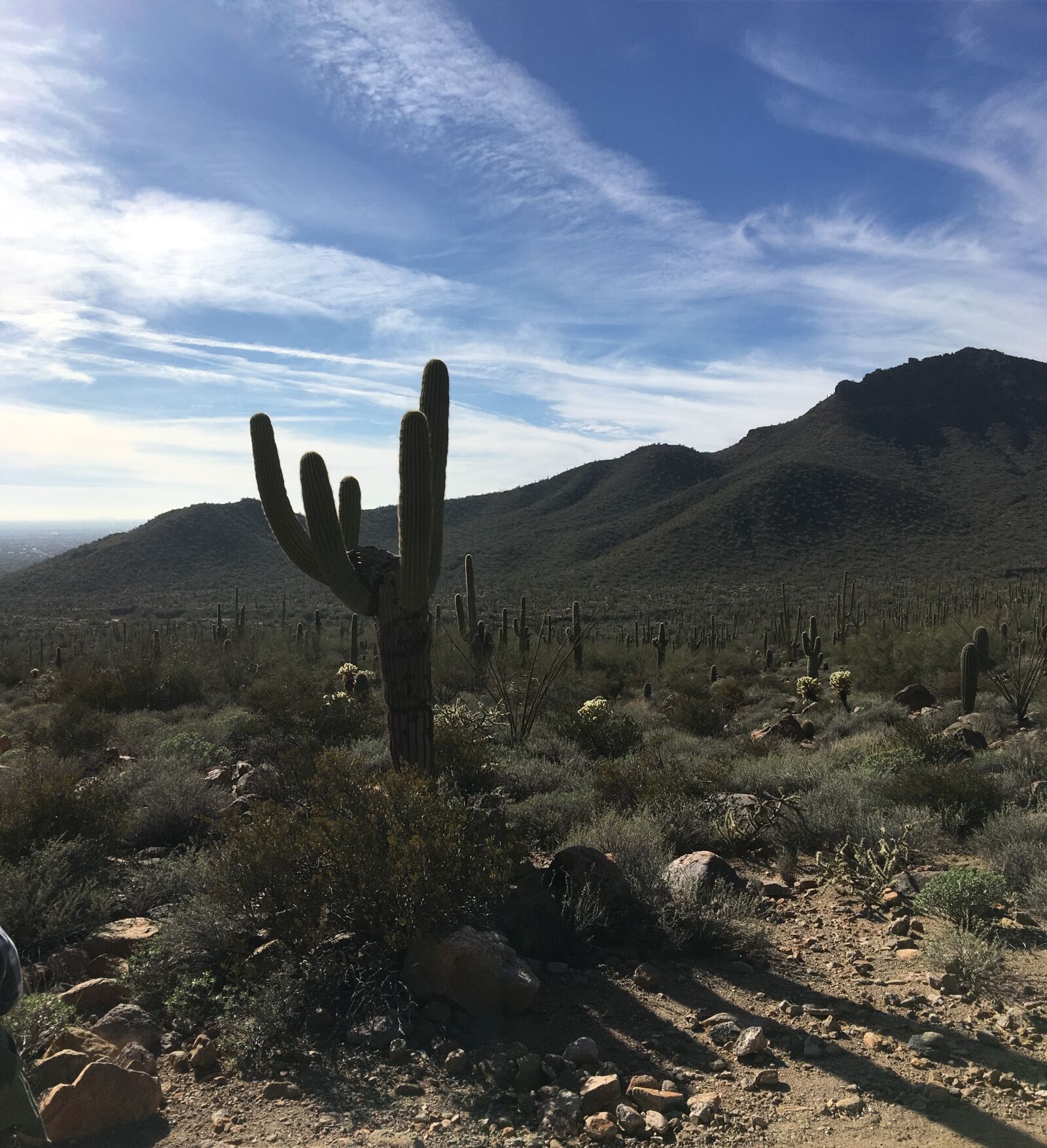 iPhone 6s Plus back camera 4.15mm f/2.2 sample photo. Sunset, arizona, cactus photography
