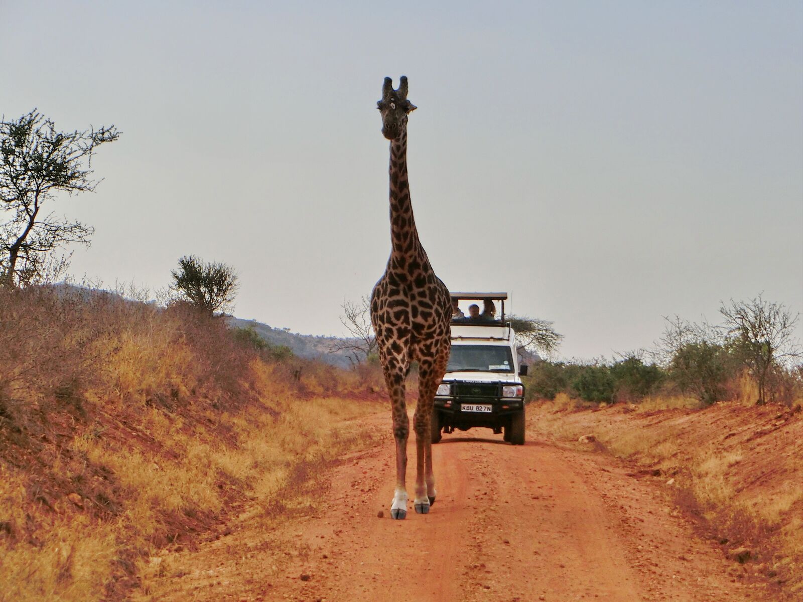 CASIO EX-ZR750 sample photo. Africa, animals, giraffe photography