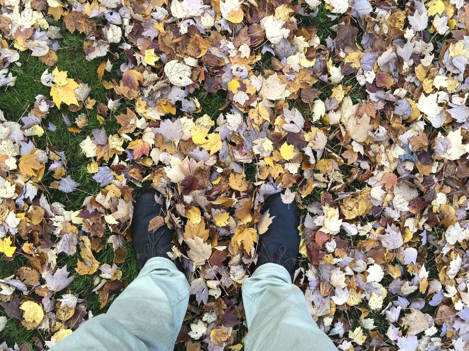 iPhone 6 Plus back camera 4.15mm f/2.2 sample photo. Nature, leaf, footwear, pants photography