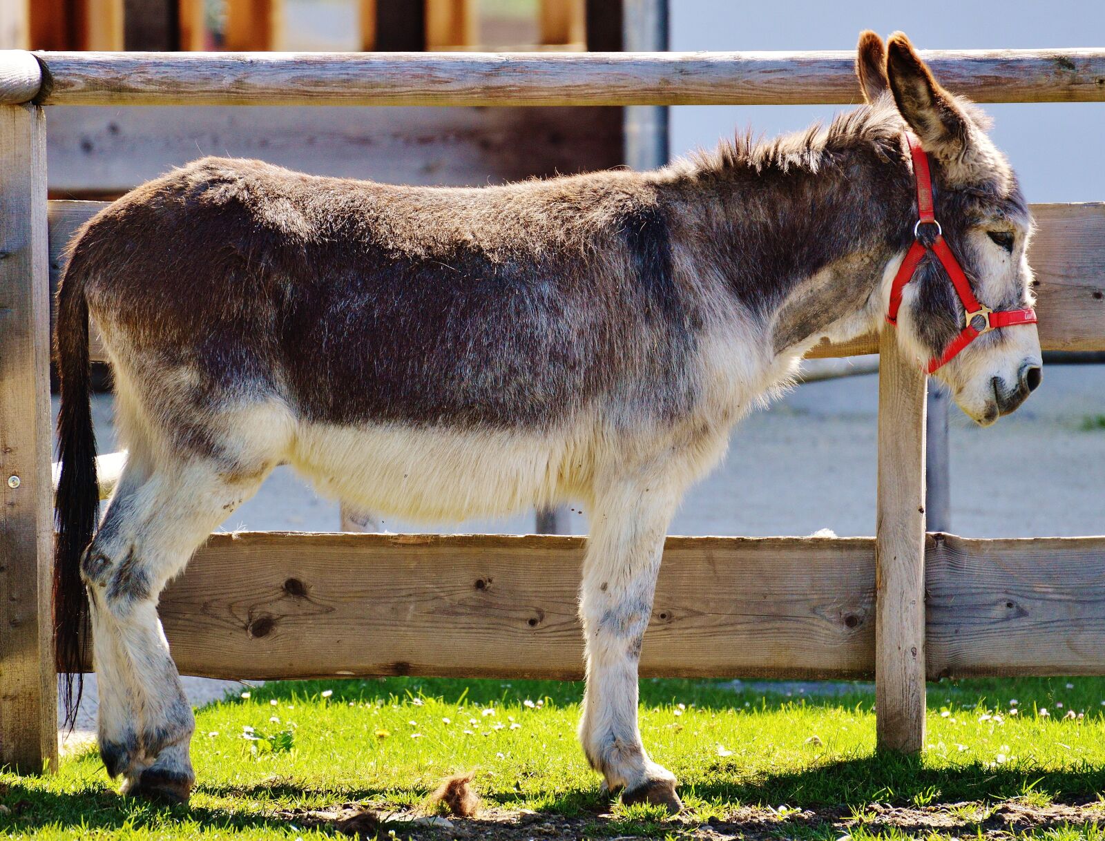 Nikon D3200 sample photo. Donkey, animal, nature photography