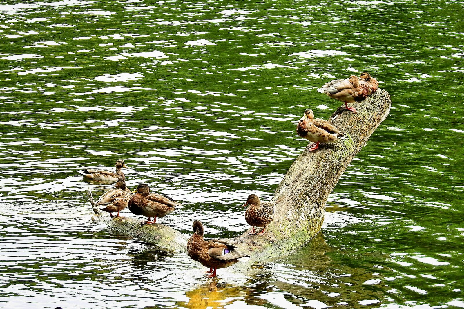 Nikon Coolpix P900 sample photo. Ducks, konar, lake photography