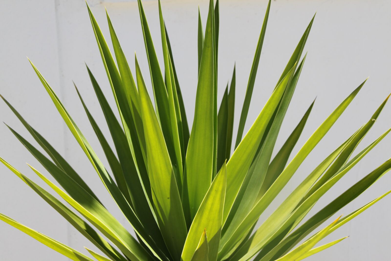 Canon EOS 500D (EOS Rebel T1i / EOS Kiss X3) sample photo. Cactus, thoroughly, shadow photography