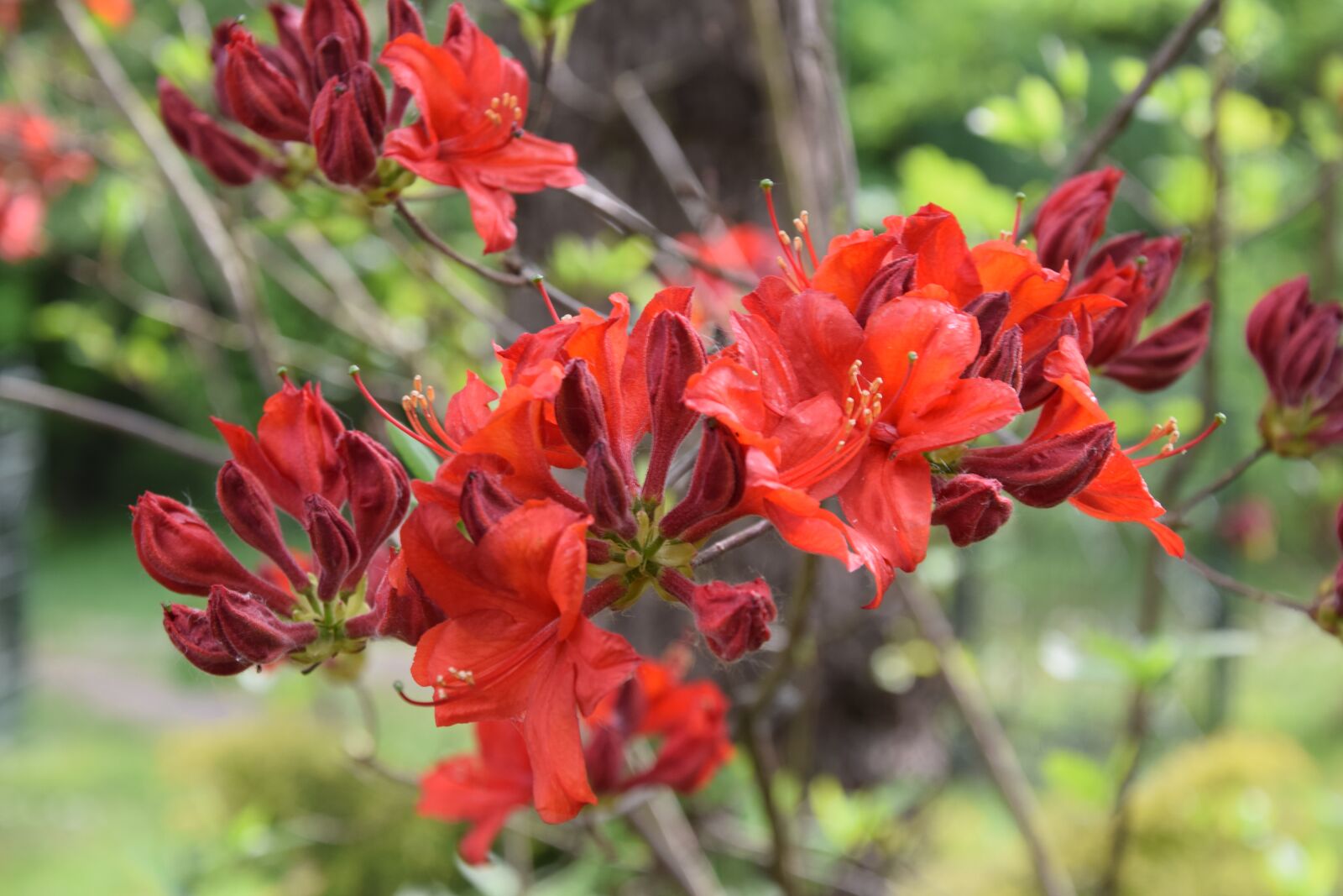 Nikon D5300 sample photo. Flower, spring, garden photography