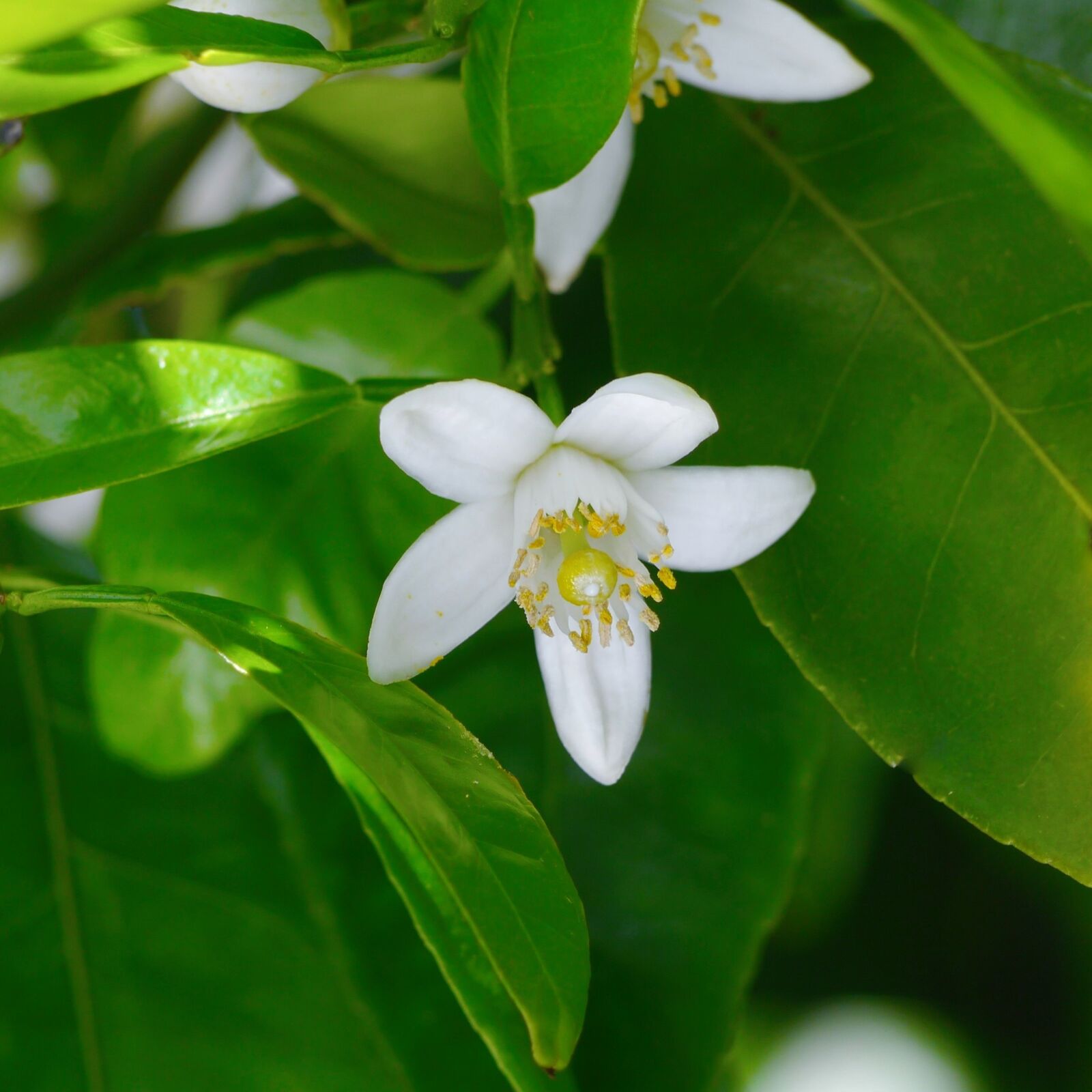 Panasonic Lumix DMC-GX1 sample photo. White, flowers, chinese citron photography