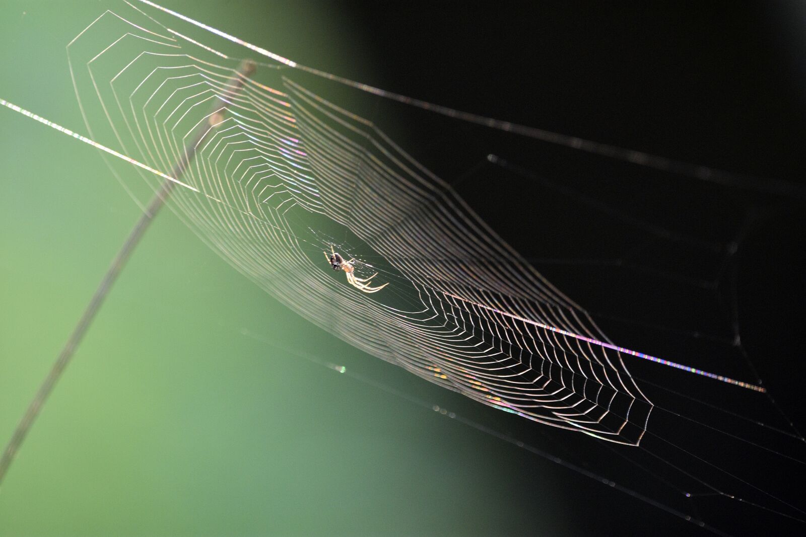 Nikon D3400 sample photo. Cobweb, spiderweb, spider photography